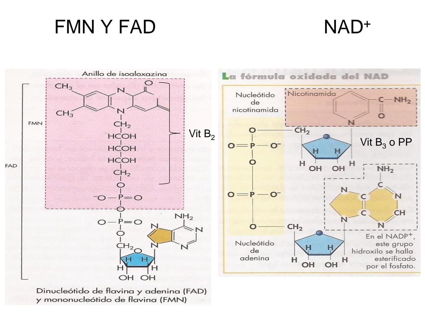 ÁCIDOS NUCLEICOS
1.- Composición: nucleósidos y nucleótidos
2.- Nucleótidos de interés biológico: ATP, AMPc, FMN, FAD, NAD,
NADP y Coenzima
