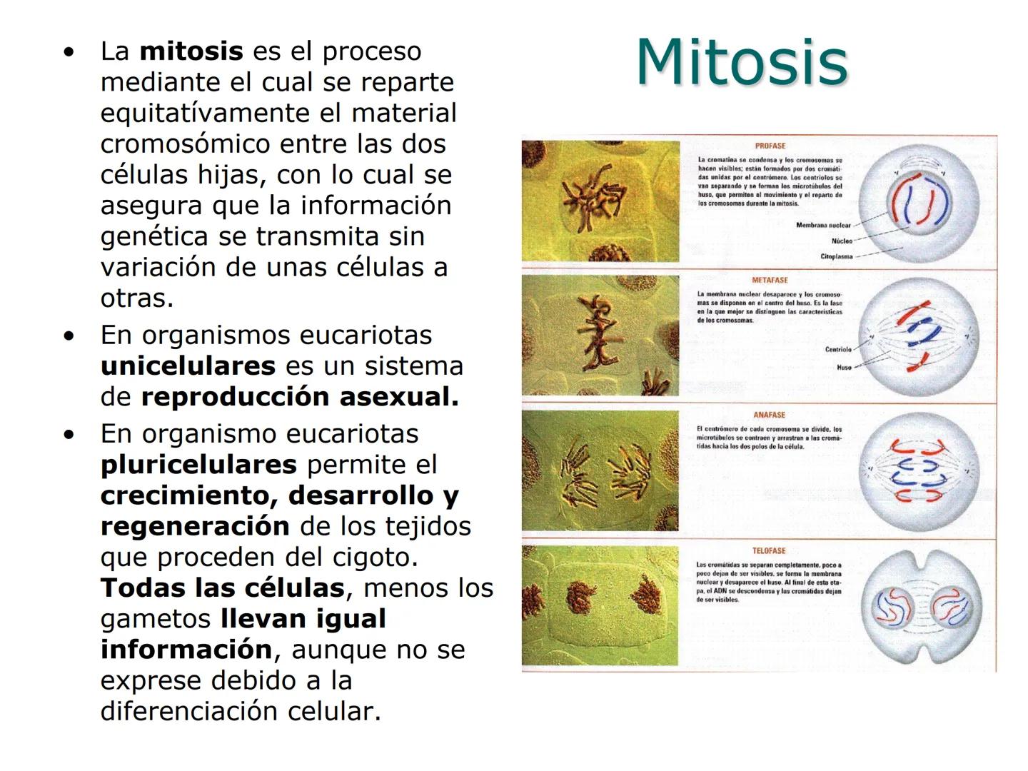 •
• Ciclo y división celular
El ciclo celular:
– Interfase (Go, G1, S y G2)
– División:
• Cariocinesis: mitosis y meiosis
• Citocinesis
• Di