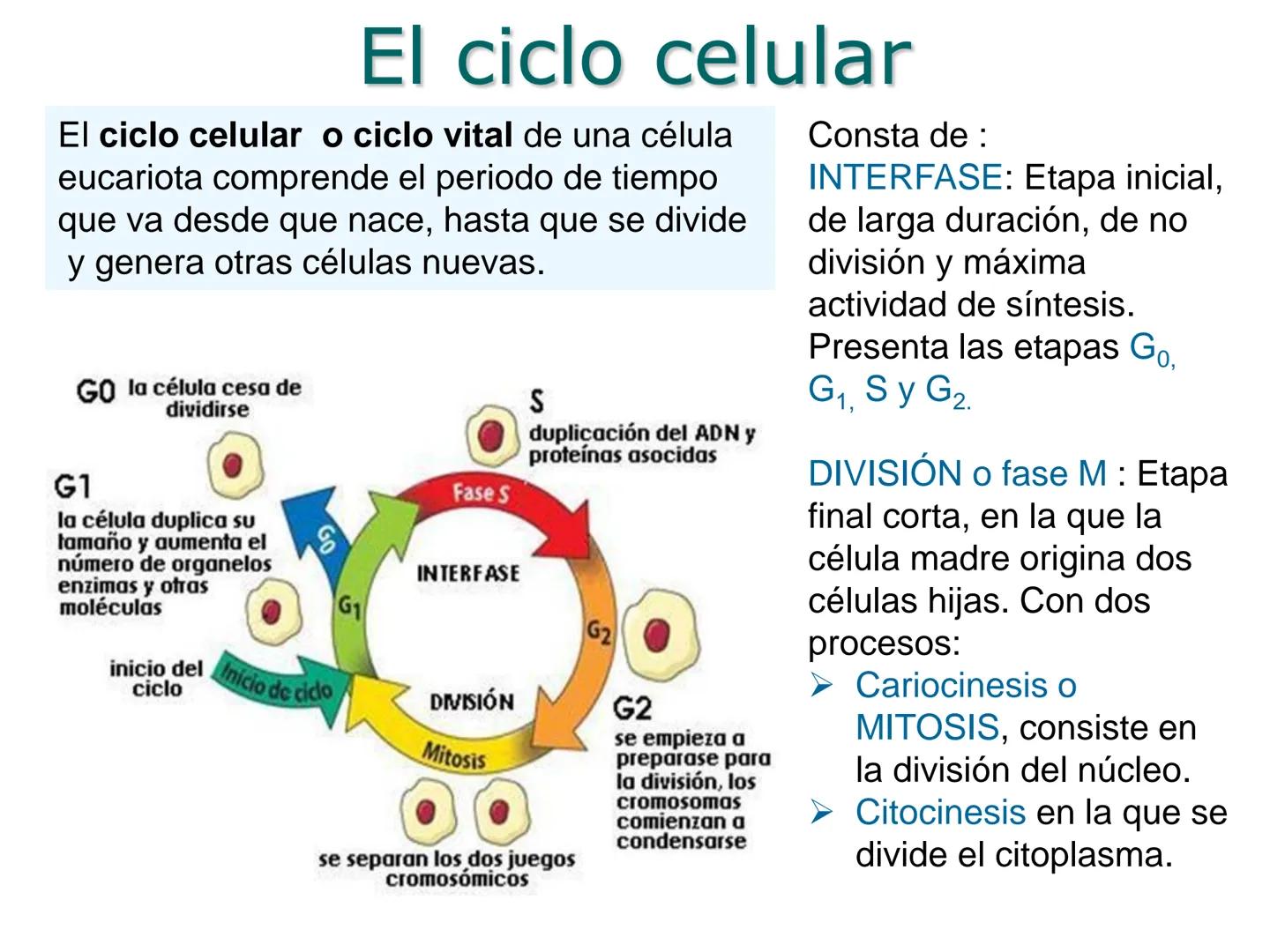 •
• Ciclo y división celular
El ciclo celular:
– Interfase (Go, G1, S y G2)
– División:
• Cariocinesis: mitosis y meiosis
• Citocinesis
• Di