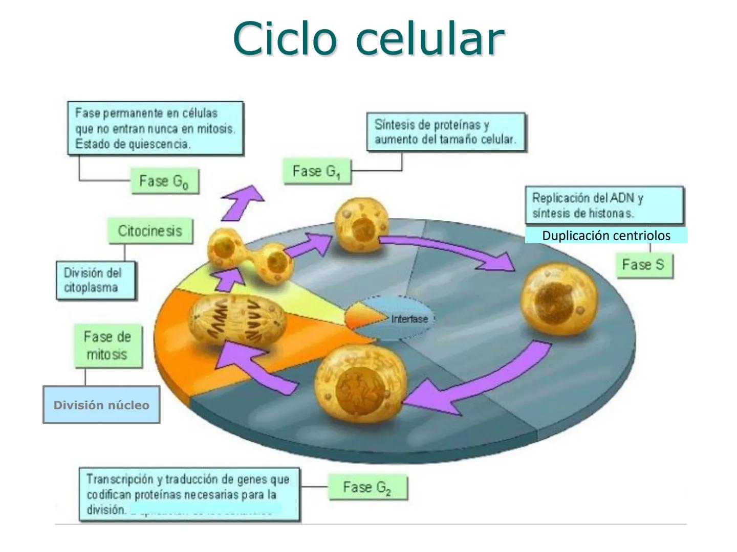 •
• Ciclo y división celular
El ciclo celular:
– Interfase (Go, G1, S y G2)
– División:
• Cariocinesis: mitosis y meiosis
• Citocinesis
• Di