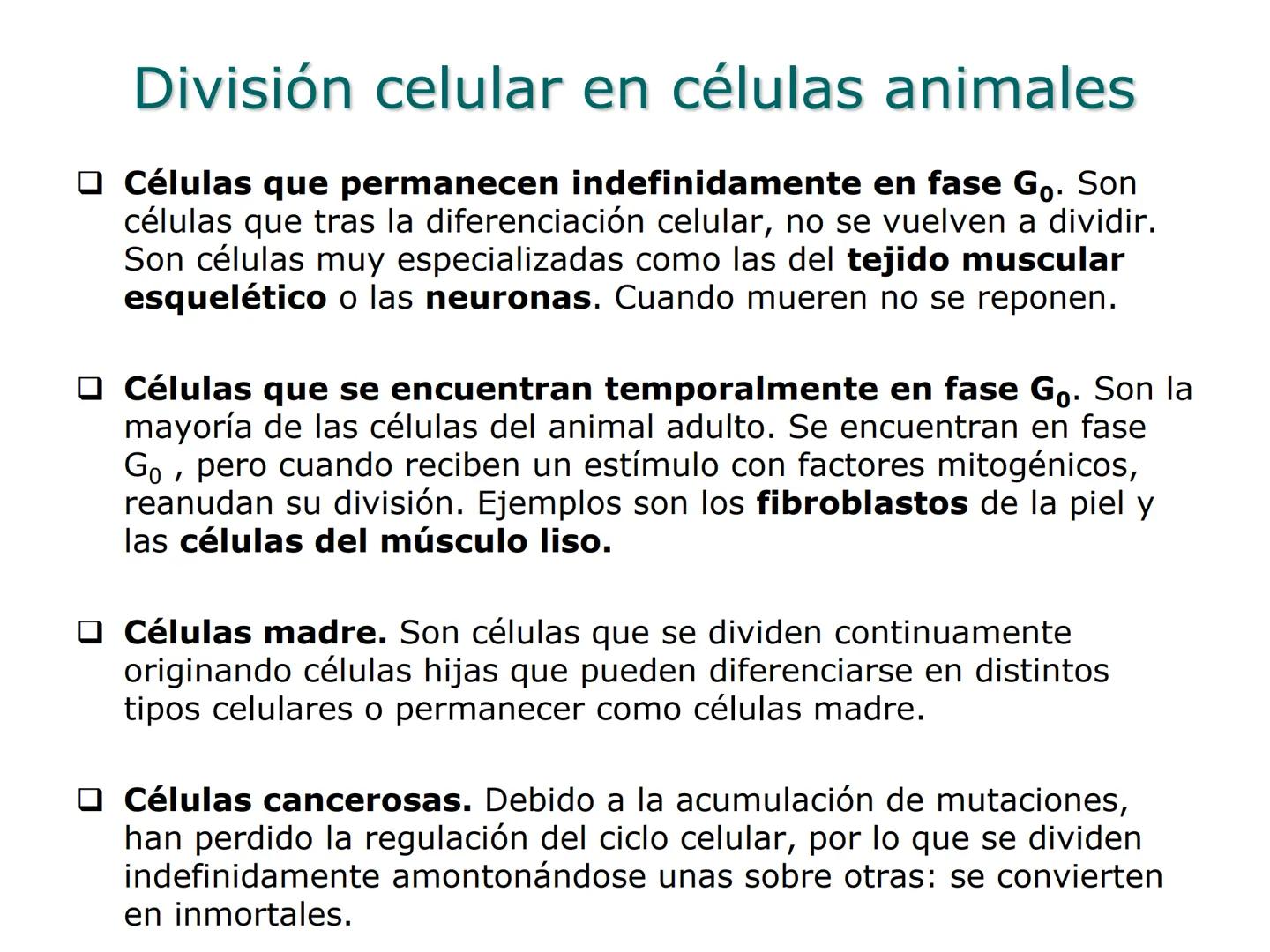 •
• Ciclo y división celular
El ciclo celular:
– Interfase (Go, G1, S y G2)
– División:
• Cariocinesis: mitosis y meiosis
• Citocinesis
• Di