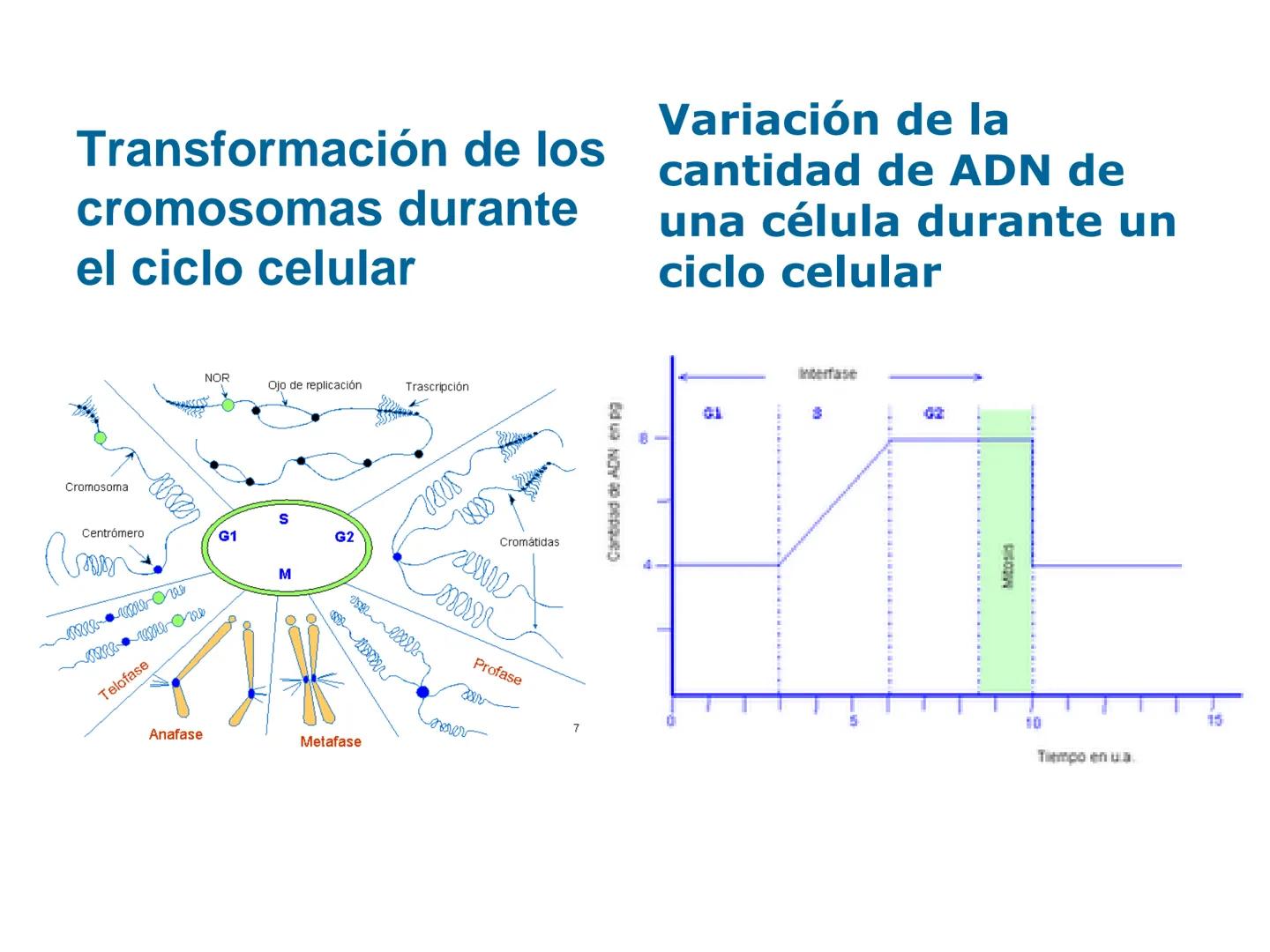 •
• Ciclo y división celular
El ciclo celular:
– Interfase (Go, G1, S y G2)
– División:
• Cariocinesis: mitosis y meiosis
• Citocinesis
• Di