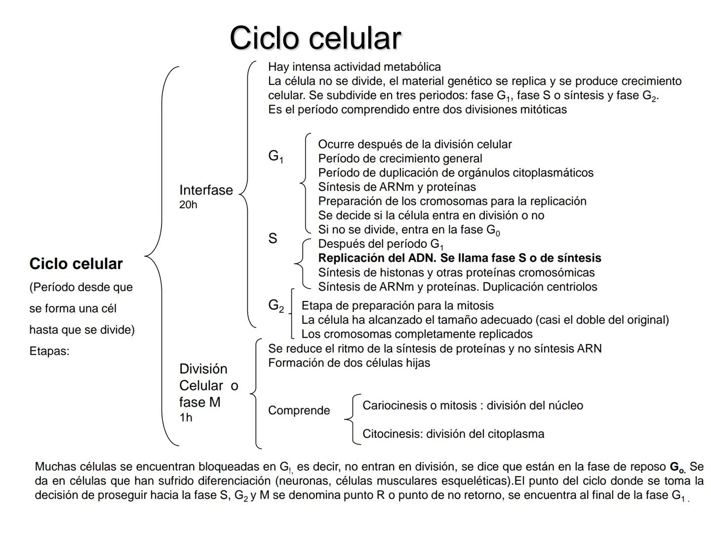 •
• Ciclo y división celular
El ciclo celular:
– Interfase (Go, G1, S y G2)
– División:
• Cariocinesis: mitosis y meiosis
• Citocinesis
• Di