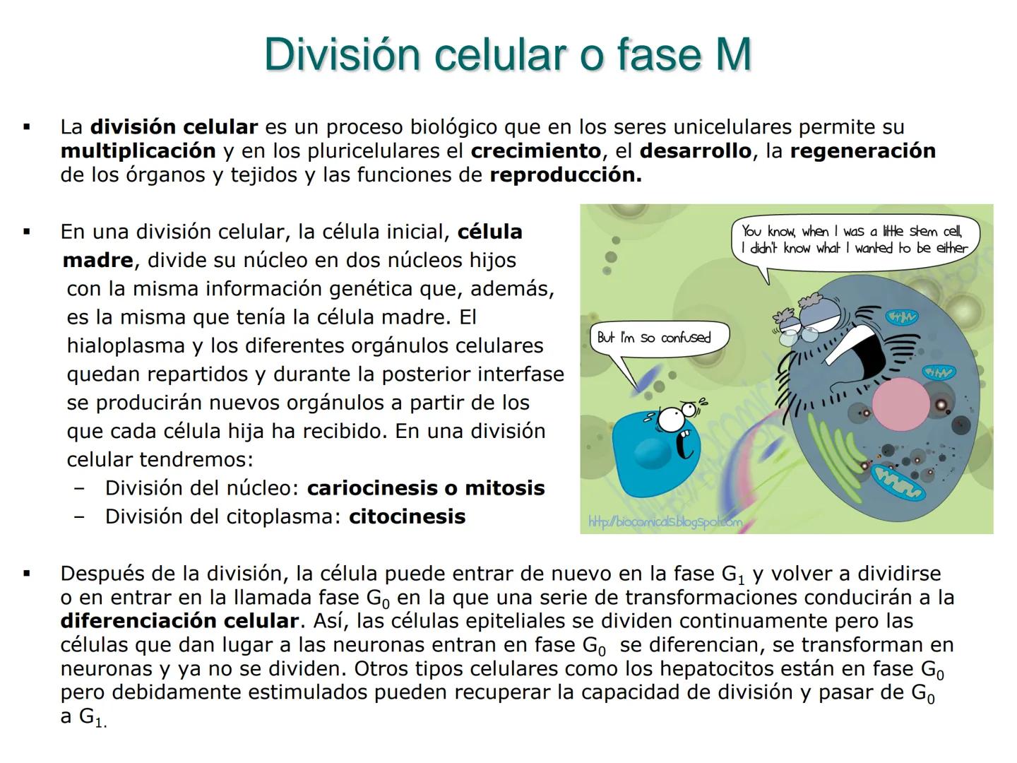 •
• Ciclo y división celular
El ciclo celular:
– Interfase (Go, G1, S y G2)
– División:
• Cariocinesis: mitosis y meiosis
• Citocinesis
• Di