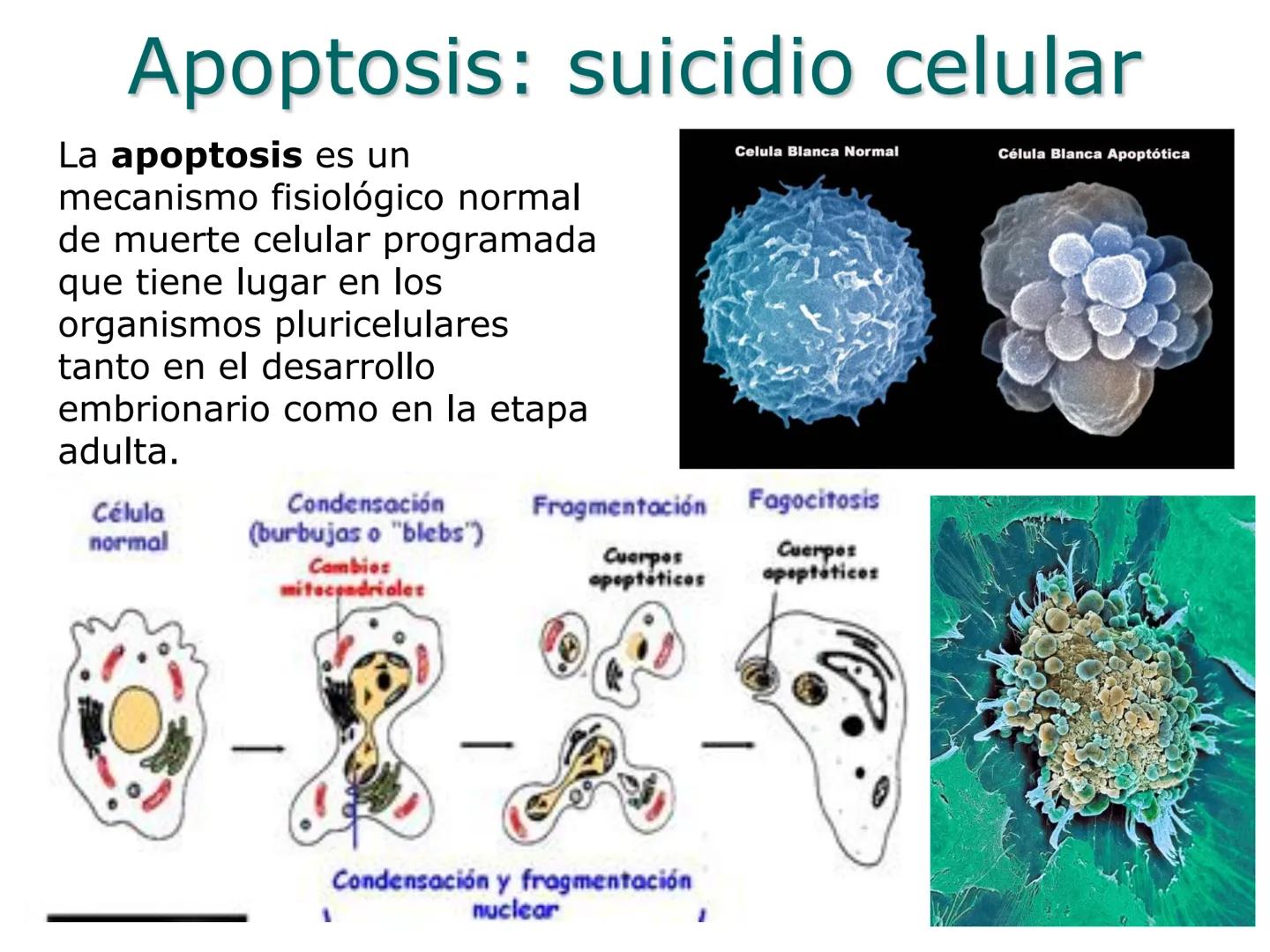 •
• Ciclo y división celular
El ciclo celular:
– Interfase (Go, G1, S y G2)
– División:
• Cariocinesis: mitosis y meiosis
• Citocinesis
• Di