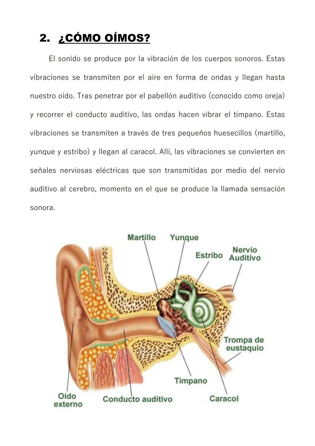 # EL SONIDO 1. ¿QUÉ ES EL SONIDO?
El sonido lo podemos definir como la sensación que se produce en
nuesto oído cuando vibra un cuerpo sonor