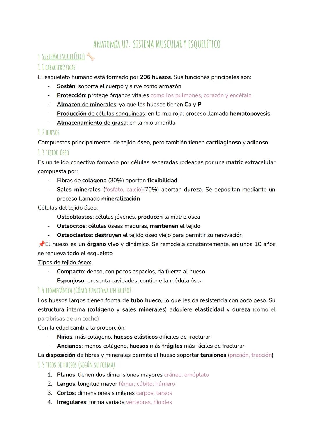 1. SISTEMA ESQUELÉTICO
1.1 CARACTERÍSTICAS
ANATOMÍA U7: SISTEMA MUSCULAR Y ESQUELÉTICO
El esqueleto humano está formado por 206 huesos. Sus