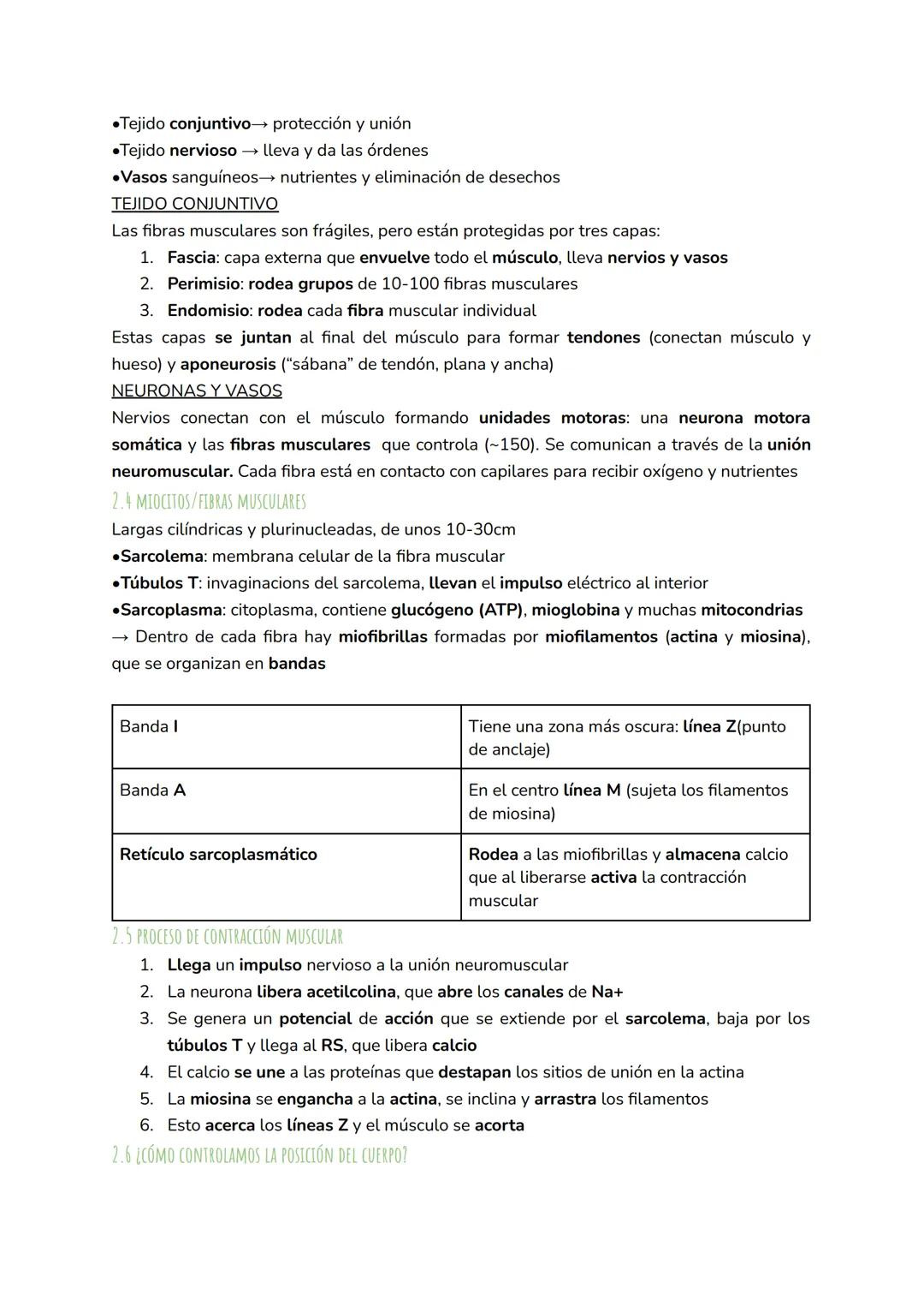 1. SISTEMA ESQUELÉTICO
1.1 CARACTERÍSTICAS
ANATOMÍA U7: SISTEMA MUSCULAR Y ESQUELÉTICO
El esqueleto humano está formado por 206 huesos. Sus