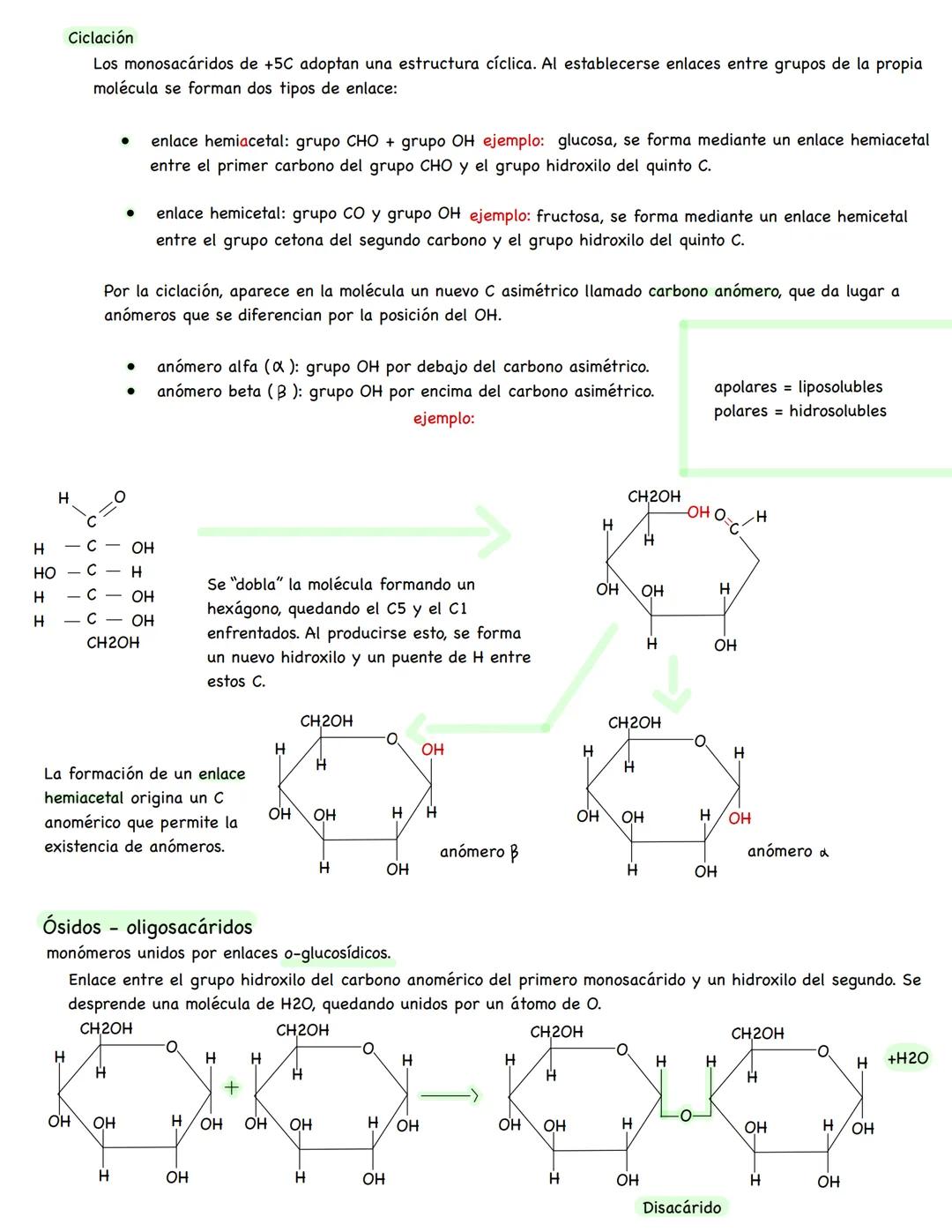 --- OCR Start ---
Glúcidos
composición
fórmula general
grupo funcional
moléculas formadas por C,H y O, siendo de 2H por cada O.
(CH2O)n
alde