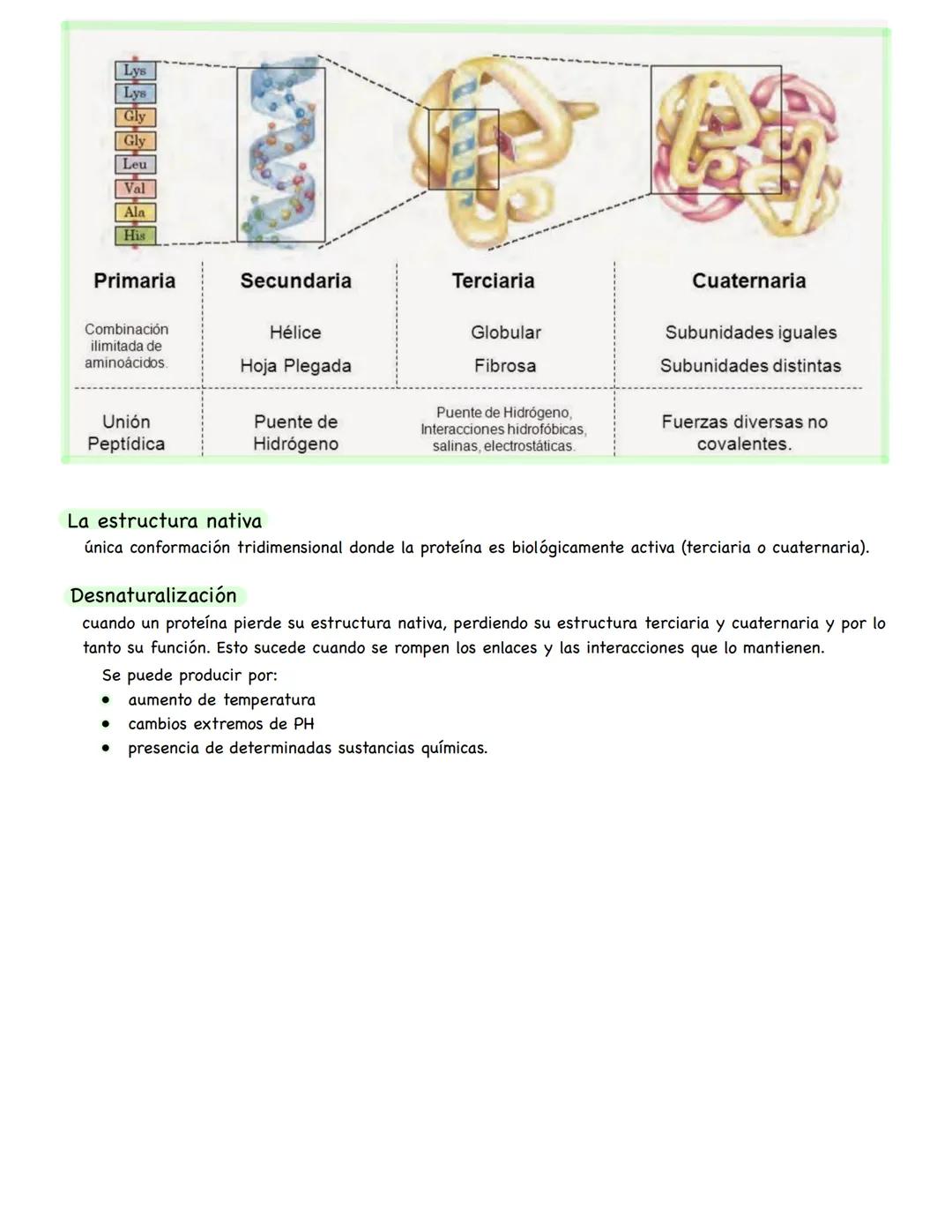 Proteínas
La composición es de un conjunto de aminoácidos las cuales son moléculas orgánicas sencillas que tienen: un
grupo amino (-NH2), un