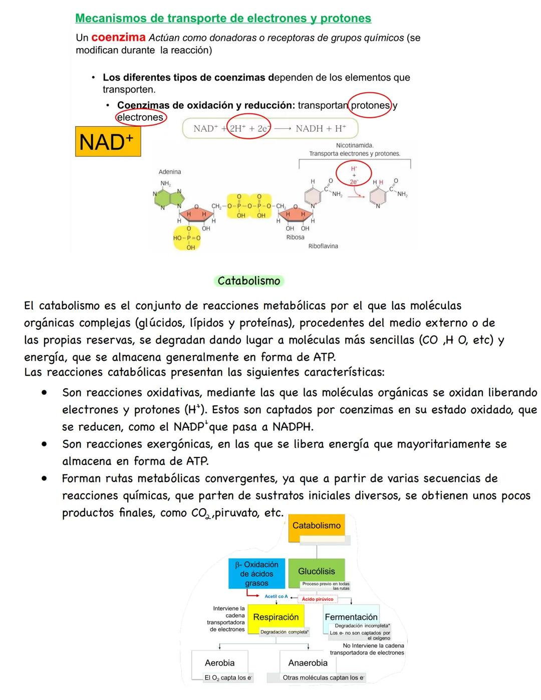 # Metabolismo
**Conceptos**
* **Metabolismo:** conjunto de reacciones químicas que se producen en el interior celular. Su función es obten