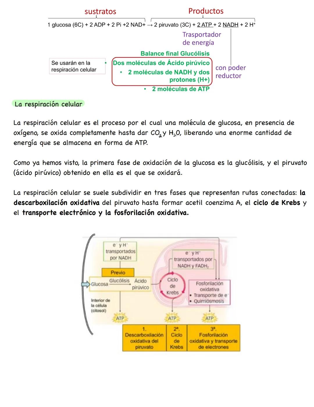 # Metabolismo
**Conceptos**
* **Metabolismo:** conjunto de reacciones químicas que se producen en el interior celular. Su función es obten