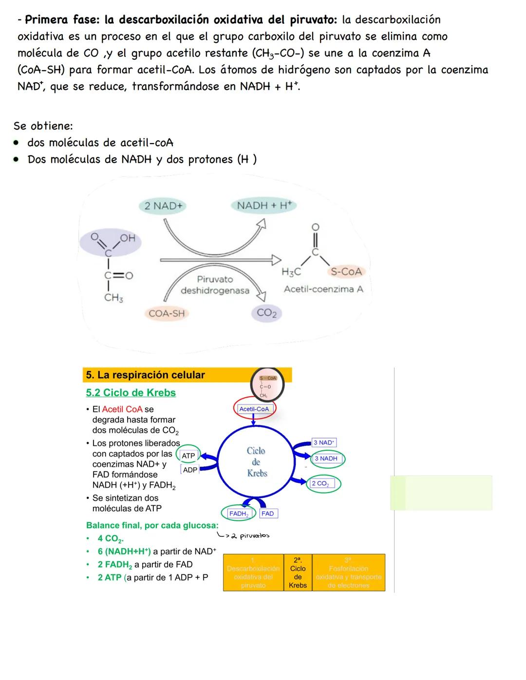 # Metabolismo
**Conceptos**
* **Metabolismo:** conjunto de reacciones químicas que se producen en el interior celular. Su función es obten