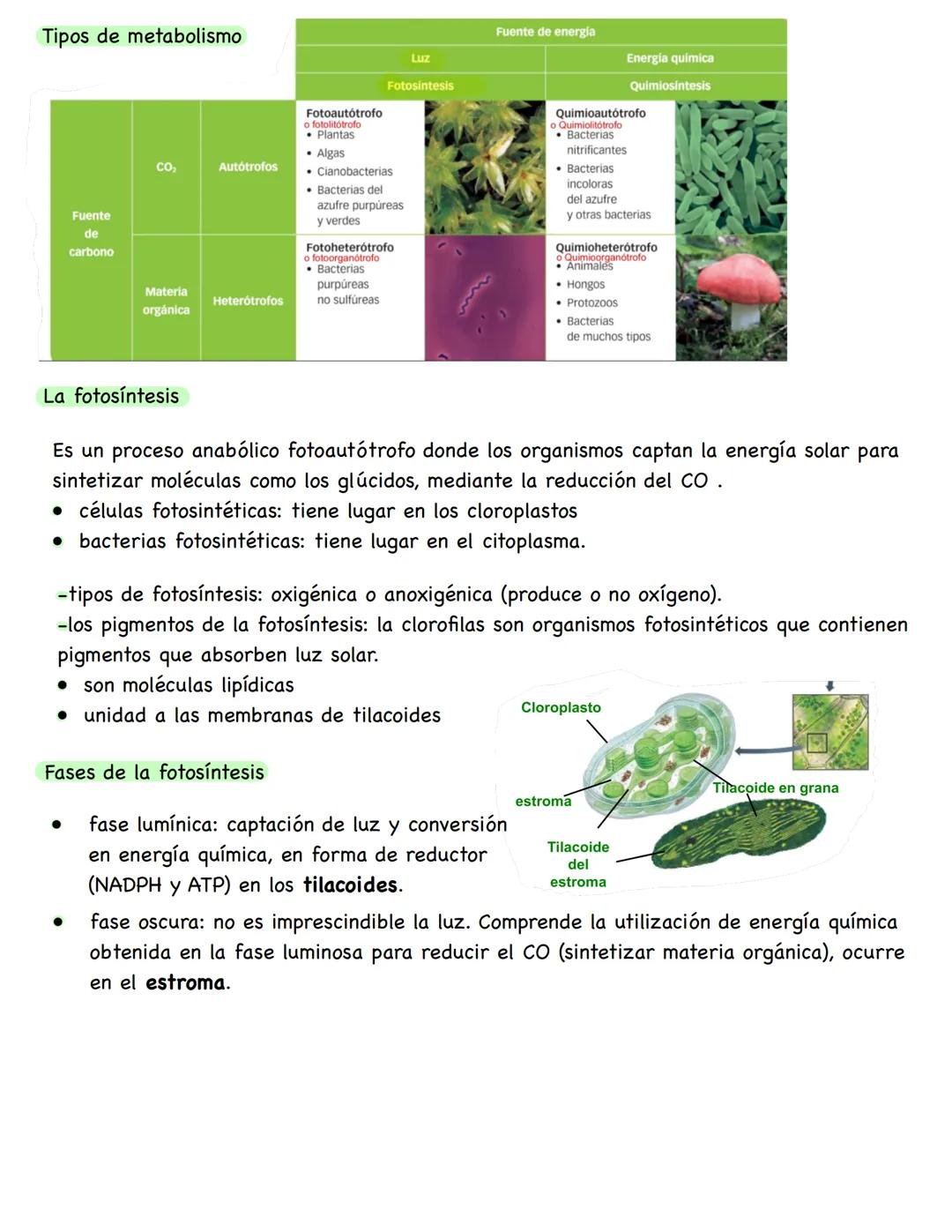 # Metabolismo
**Conceptos**
* **Metabolismo:** conjunto de reacciones químicas que se producen en el interior celular. Su función es obten