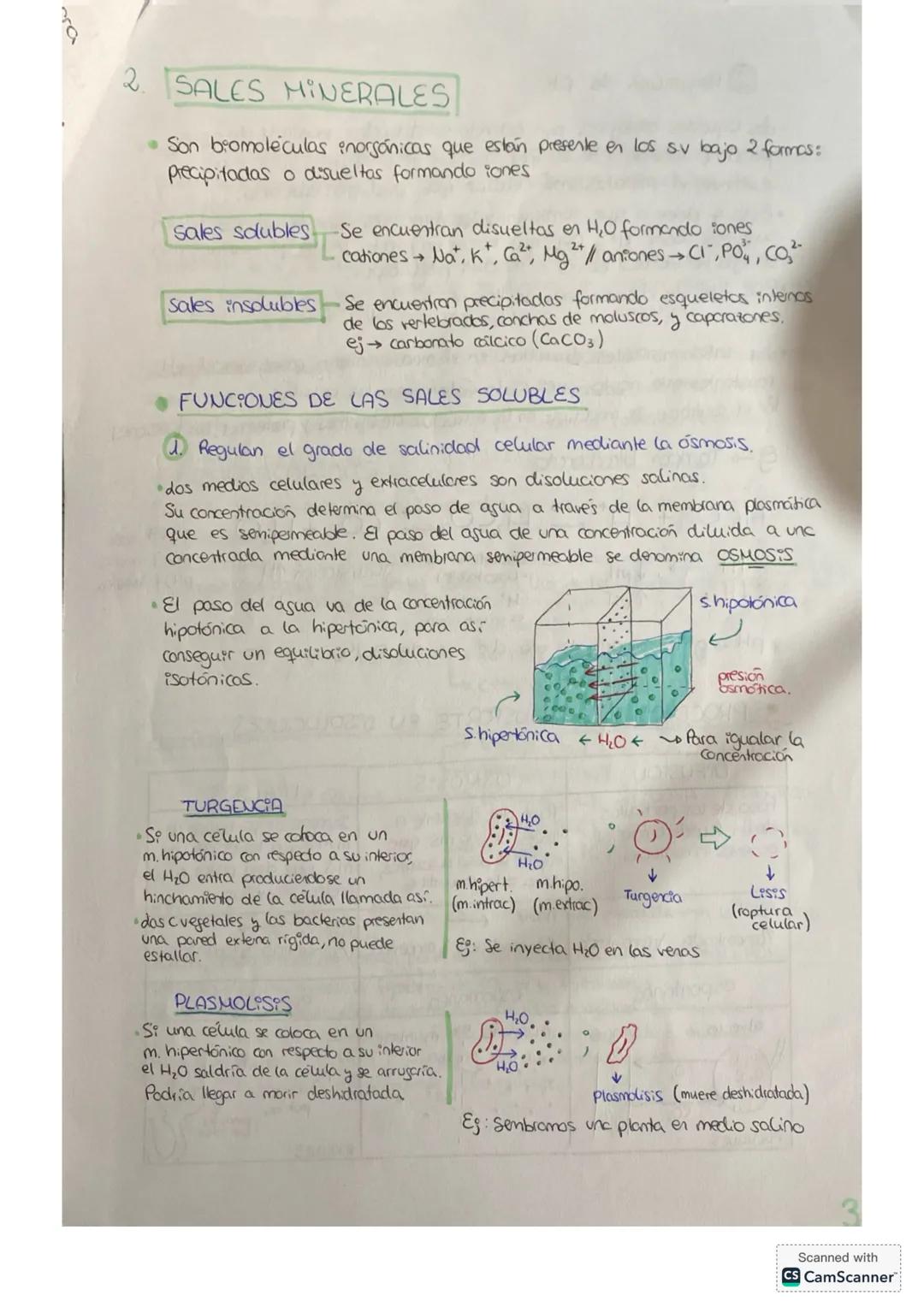 BLOQUE I
bioguímica
COMPOSICIÓN DE LOS S.V
• Están formados por células
• Cumplen las funciones básicas
• La composición química de los s.v