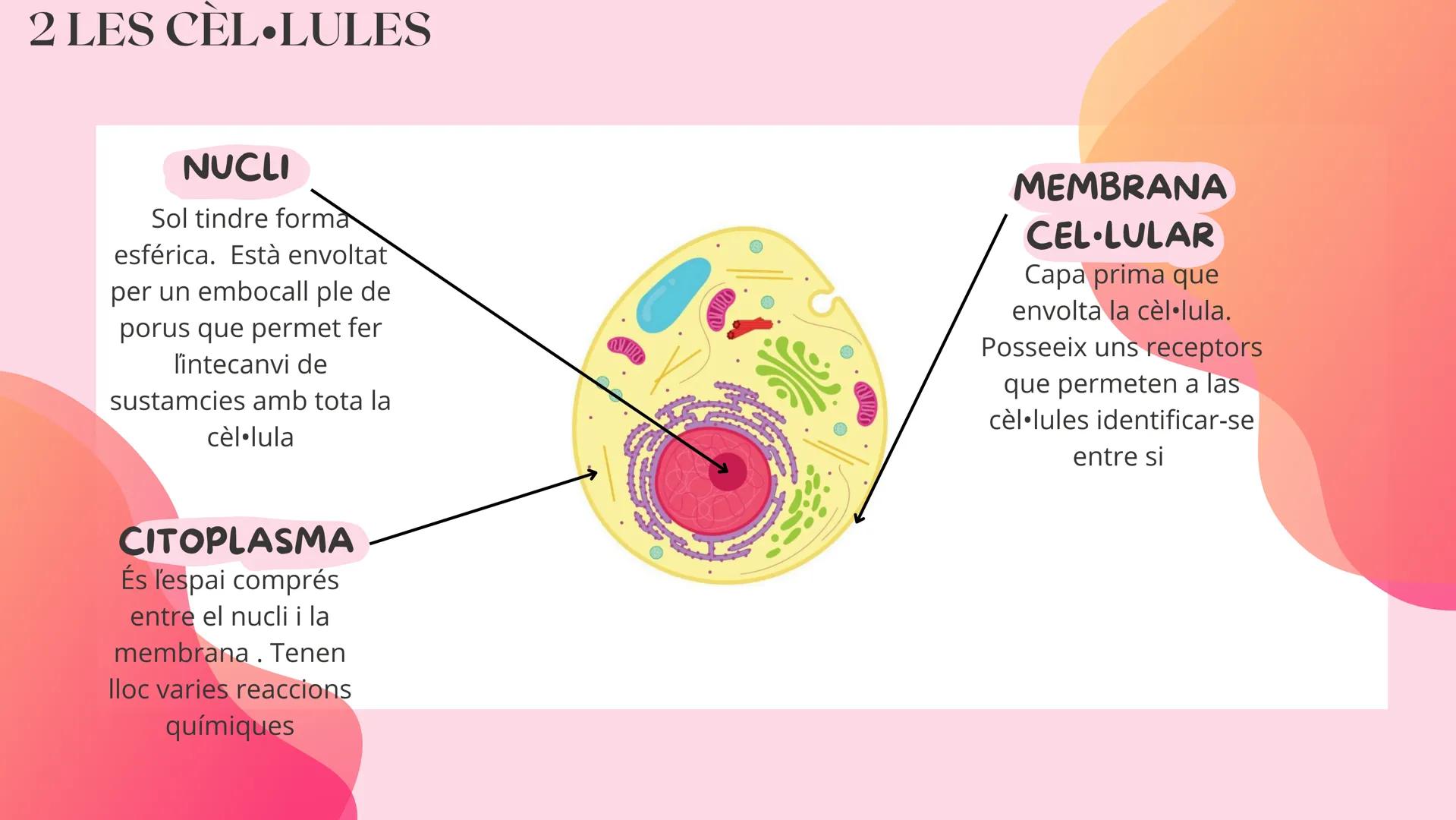 # TEMA 1
EL COS HUMÁ 1 ELS NIVELLS D'ORGANITZACIÓ
NIVELL
ATOMIC
Format pels àtoms
anomenat
bioelements
NIVELL
MOLECULAR
Format per molécu