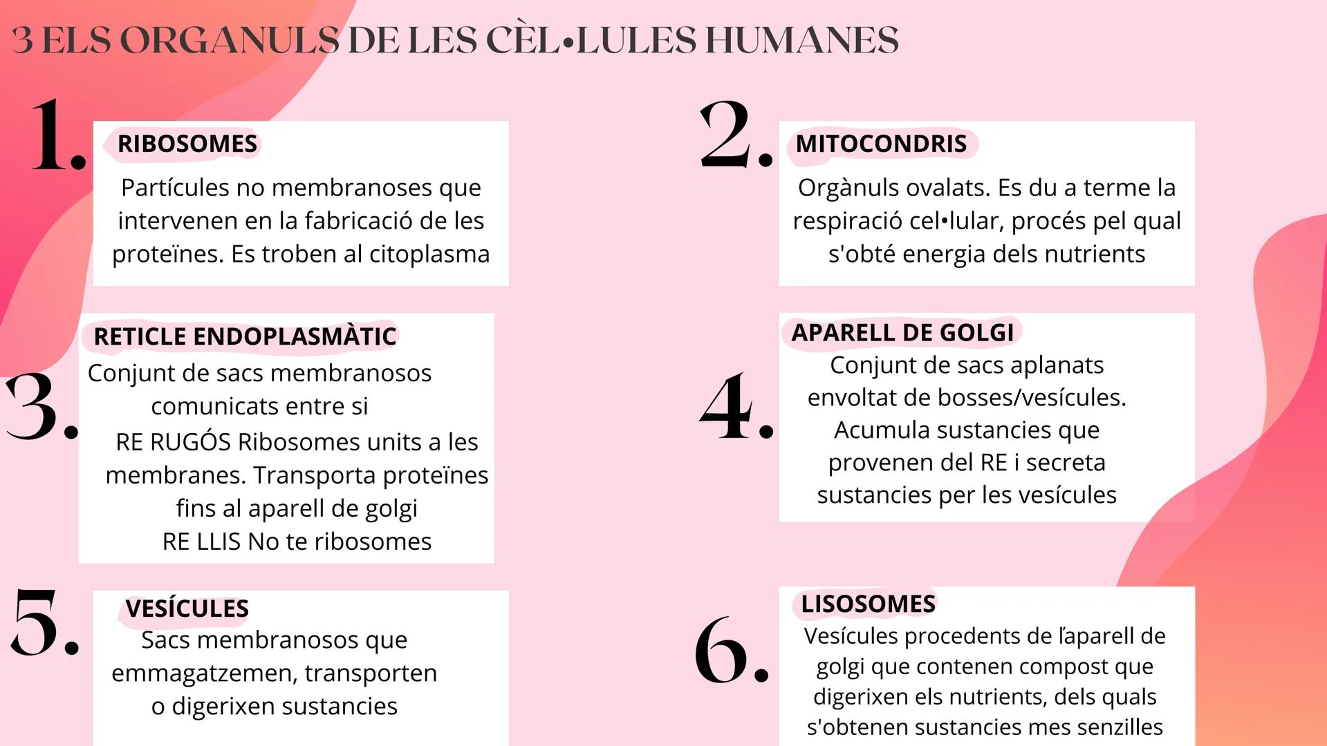 # TEMA 1
EL COS HUMÁ 1 ELS NIVELLS D'ORGANITZACIÓ
NIVELL
ATOMIC
Format pels àtoms
anomenat
bioelements
NIVELL
MOLECULAR
Format per molécu