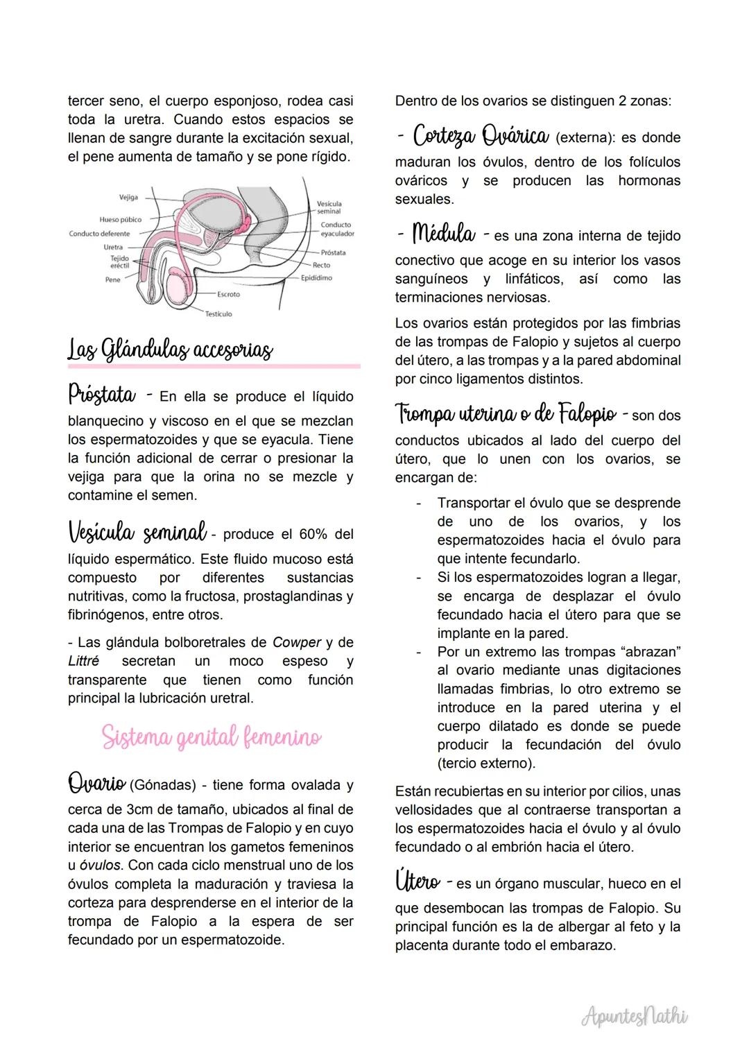 Embriologia
Embriología descriptiva
transformaciones que ocurren durante el
desarrollo.
Embriologia experimental
mecanismos responsables de