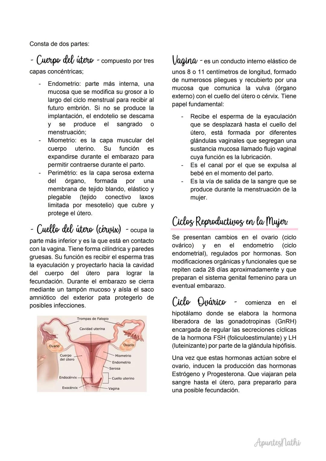 Embriologia
Embriología descriptiva
transformaciones que ocurren durante el
desarrollo.
Embriologia experimental
mecanismos responsables de