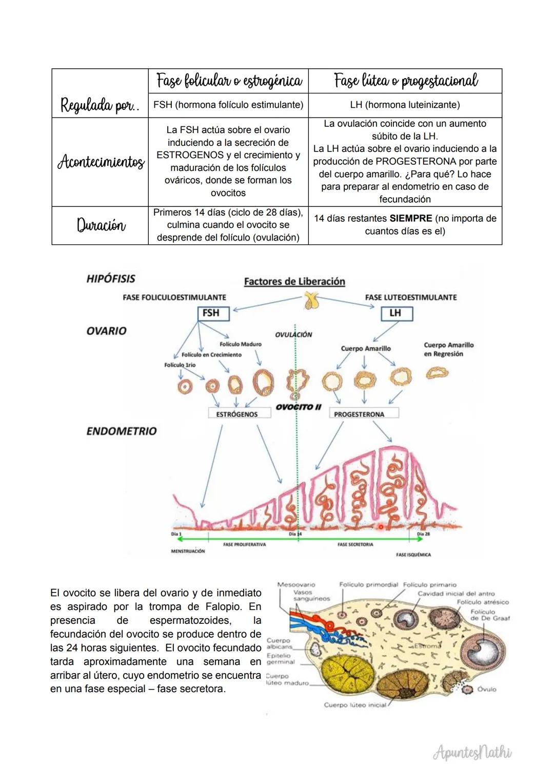 Embriologia
Embriología descriptiva
transformaciones que ocurren durante el
desarrollo.
Embriologia experimental
mecanismos responsables de