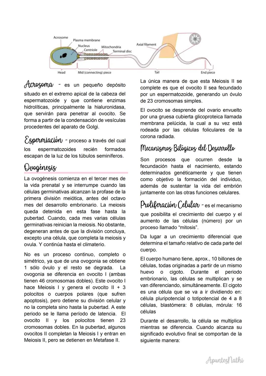Embriologia
Embriología descriptiva
transformaciones que ocurren durante el
desarrollo.
Embriologia experimental
mecanismos responsables de