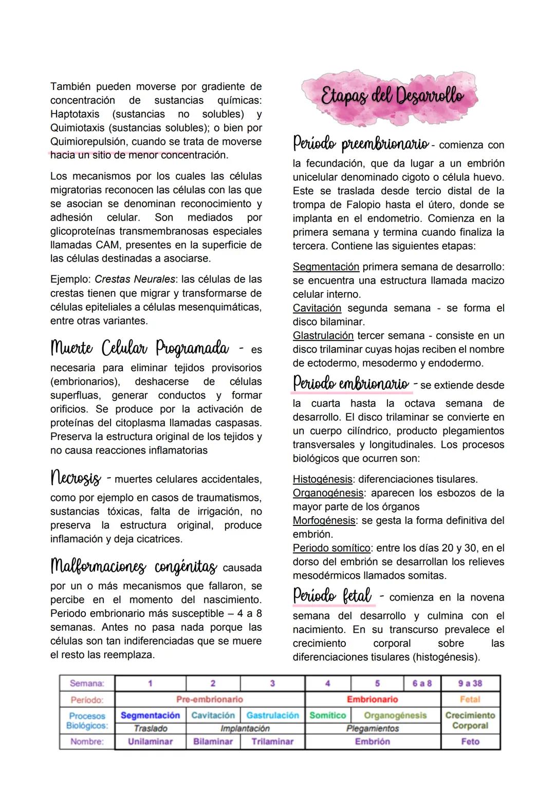 Embriologia
Embriología descriptiva
transformaciones que ocurren durante el
desarrollo.
Embriologia experimental
mecanismos responsables de
