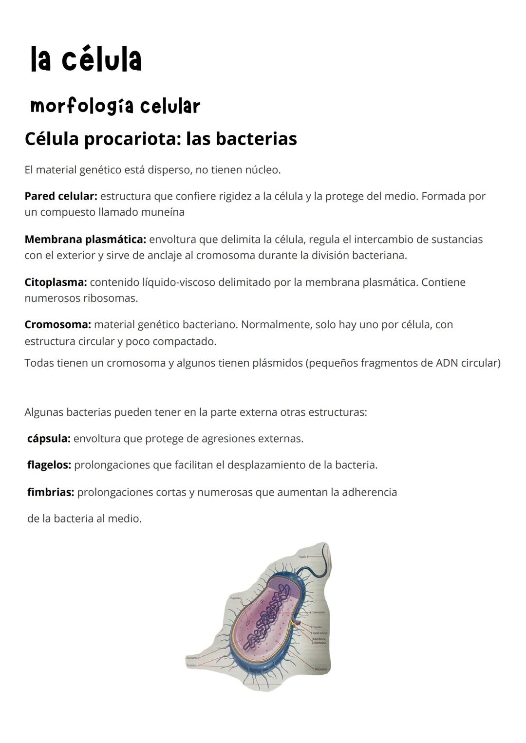 la célula
morfología celular
Célula procariota: las bacterias
El material genético está disperso, no tienen núcleo.
Pared celular: estructur