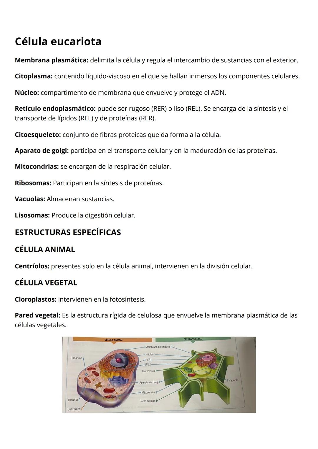 la célula
morfología celular
Célula procariota: las bacterias
El material genético está disperso, no tienen núcleo.
Pared celular: estructur