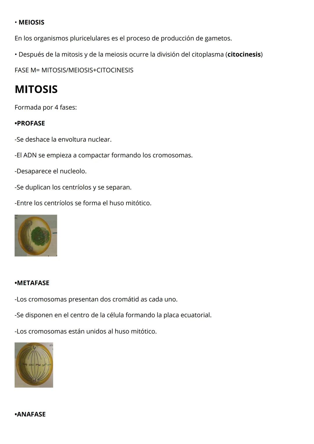 la célula
morfología celular
Célula procariota: las bacterias
El material genético está disperso, no tienen núcleo.
Pared celular: estructur