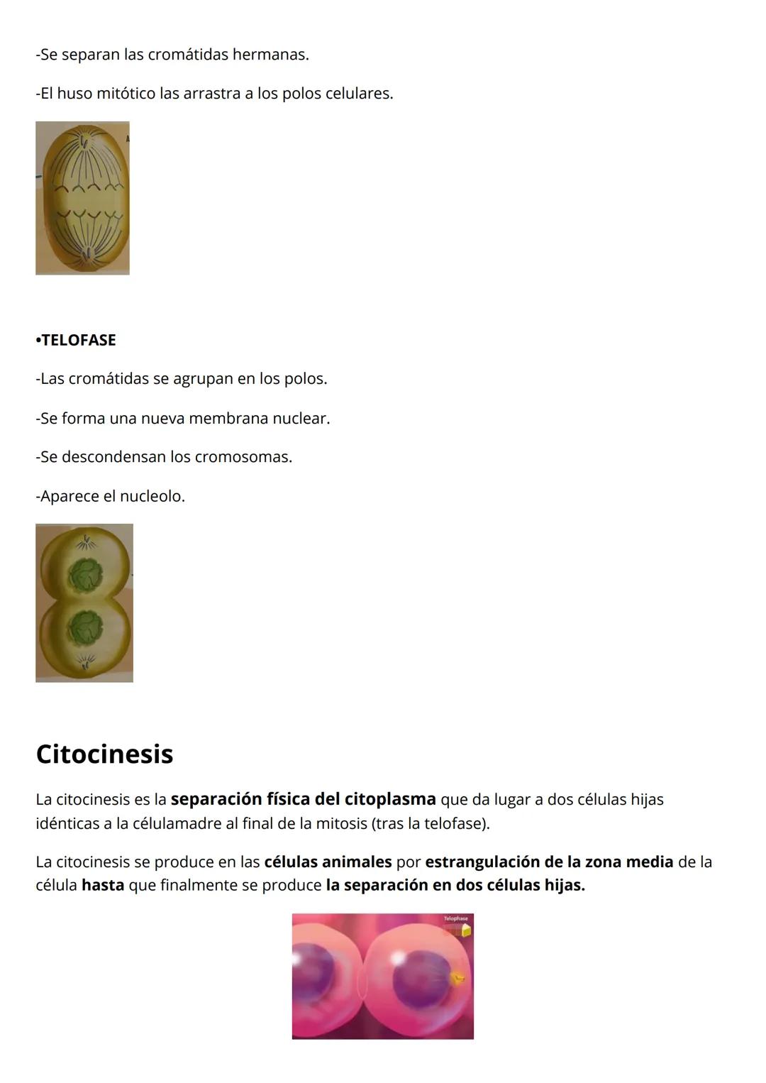 la célula
morfología celular
Célula procariota: las bacterias
El material genético está disperso, no tienen núcleo.
Pared celular: estructur