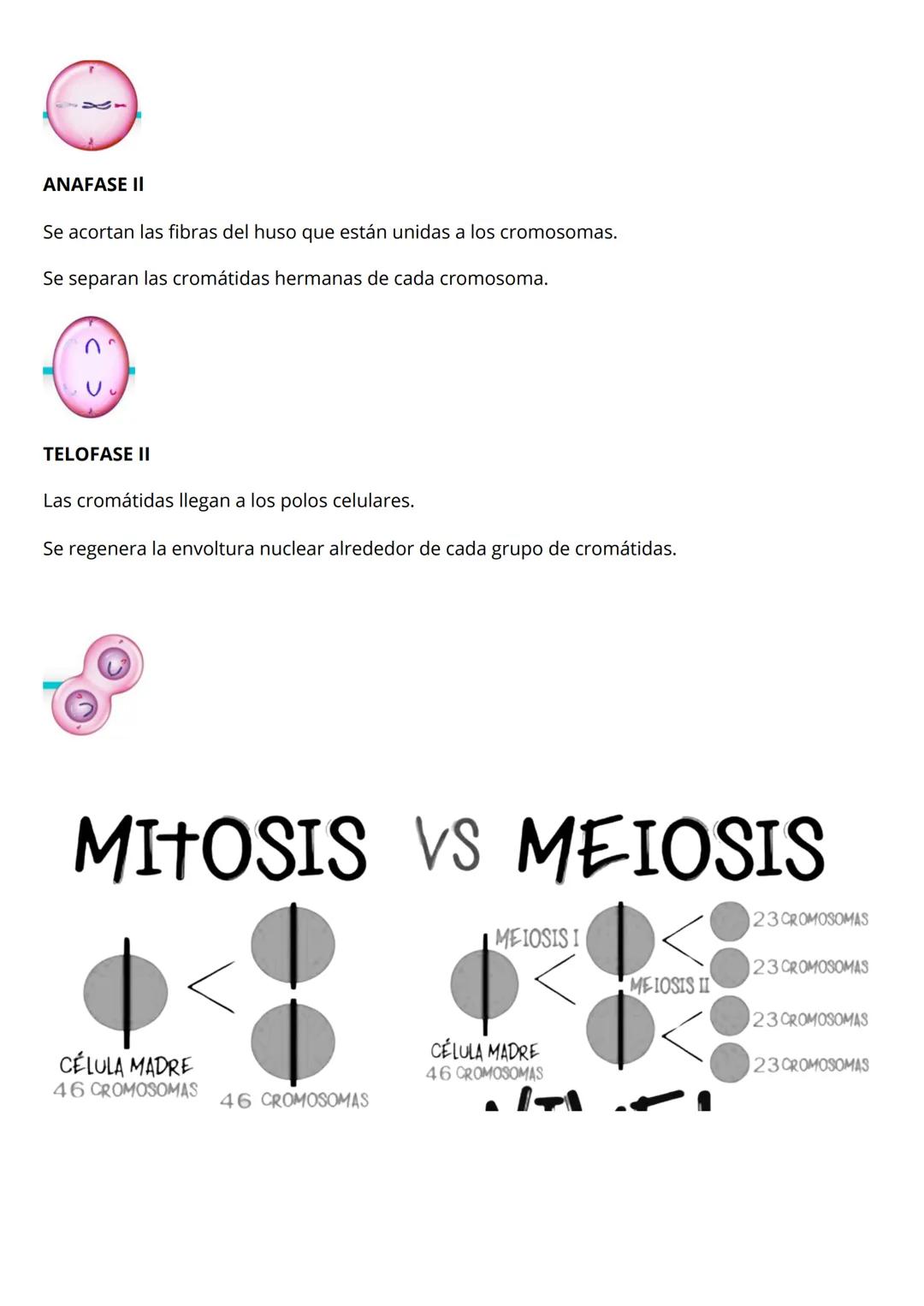 la célula
morfología celular
Célula procariota: las bacterias
El material genético está disperso, no tienen núcleo.
Pared celular: estructur