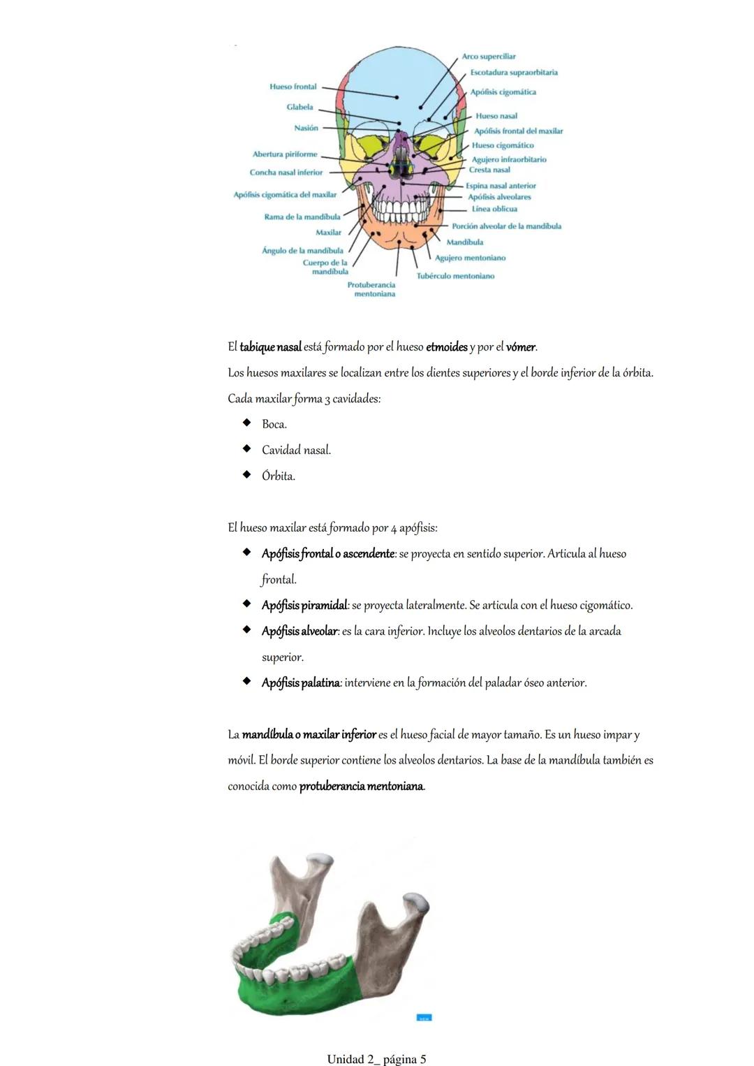 Pt 1. Estructuras óseas del cráneo y la cara.
1. Introducción.
2. Anatomía descriptiva del cráneo.
3. Osteología craneofacial.
1. Introduc
