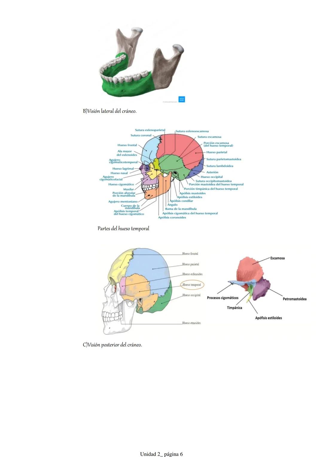 Pt 1. Estructuras óseas del cráneo y la cara.
1. Introducción.
2. Anatomía descriptiva del cráneo.
3. Osteología craneofacial.
1. Introduc