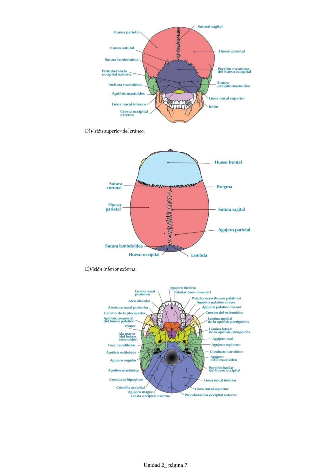 Pt 1. Estructuras óseas del cráneo y la cara.
1. Introducción.
2. Anatomía descriptiva del cráneo.
3. Osteología craneofacial.
1. Introduc