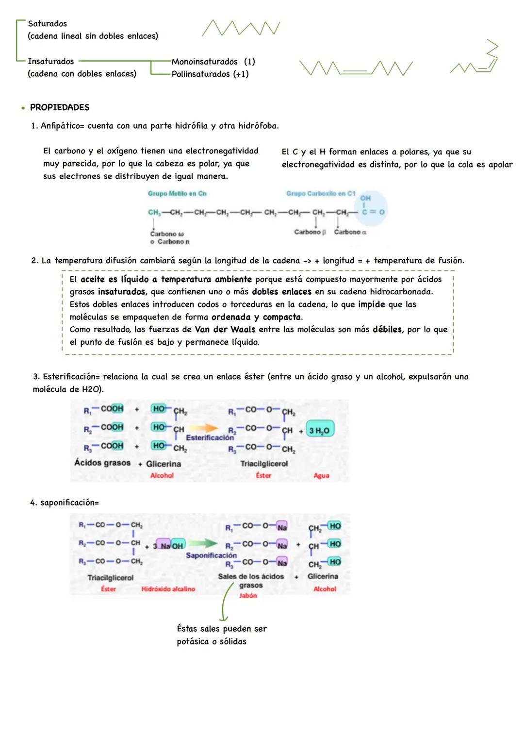 TEMA 3. Los lípidos.
1. Características.
2. Los ácidos grasos.
3. Lípidos con funciones de reserva energética y protectora.
4. Los lípidos e