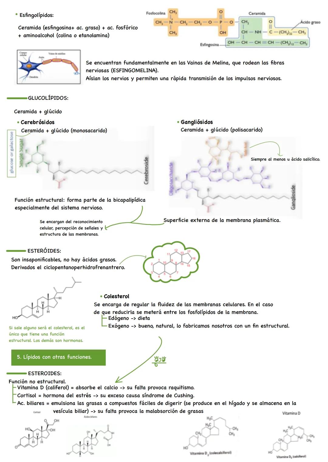 TEMA 3. Los lípidos.
1. Características.
2. Los ácidos grasos.
3. Lípidos con funciones de reserva energética y protectora.
4. Los lípidos e