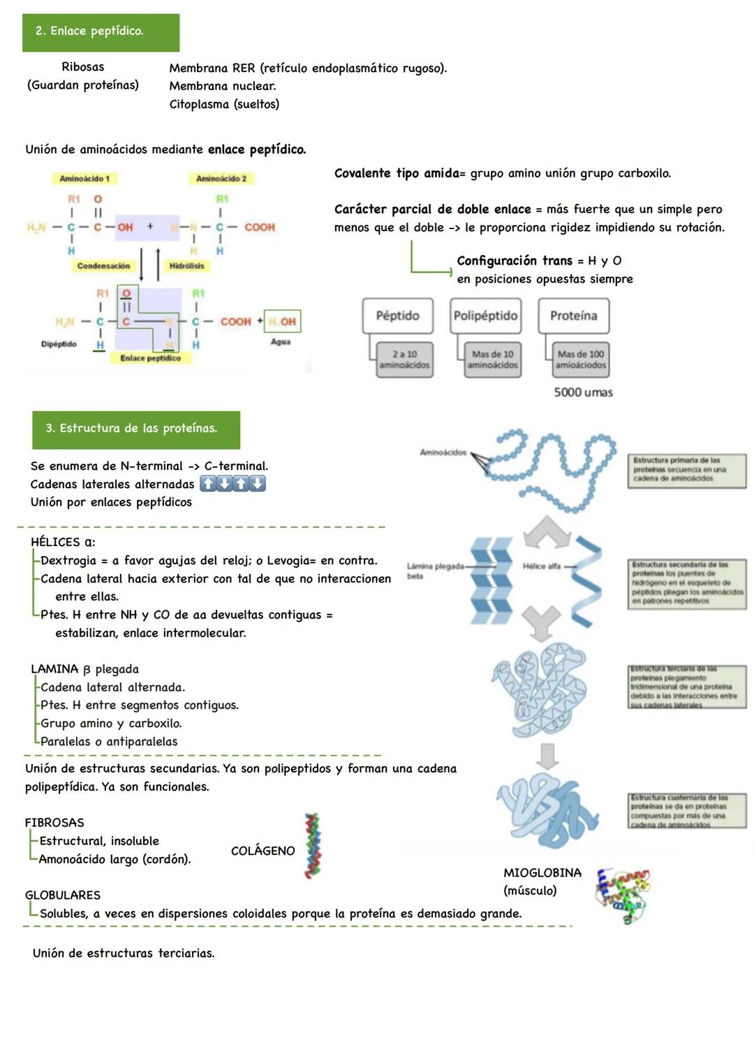 TEMA 4. Proteínas y acción enzimática.
1. Aminoácidos.
2. Enlace péptico.
3. Estructura de las proteínas.
4. Propiedades y funciones de las