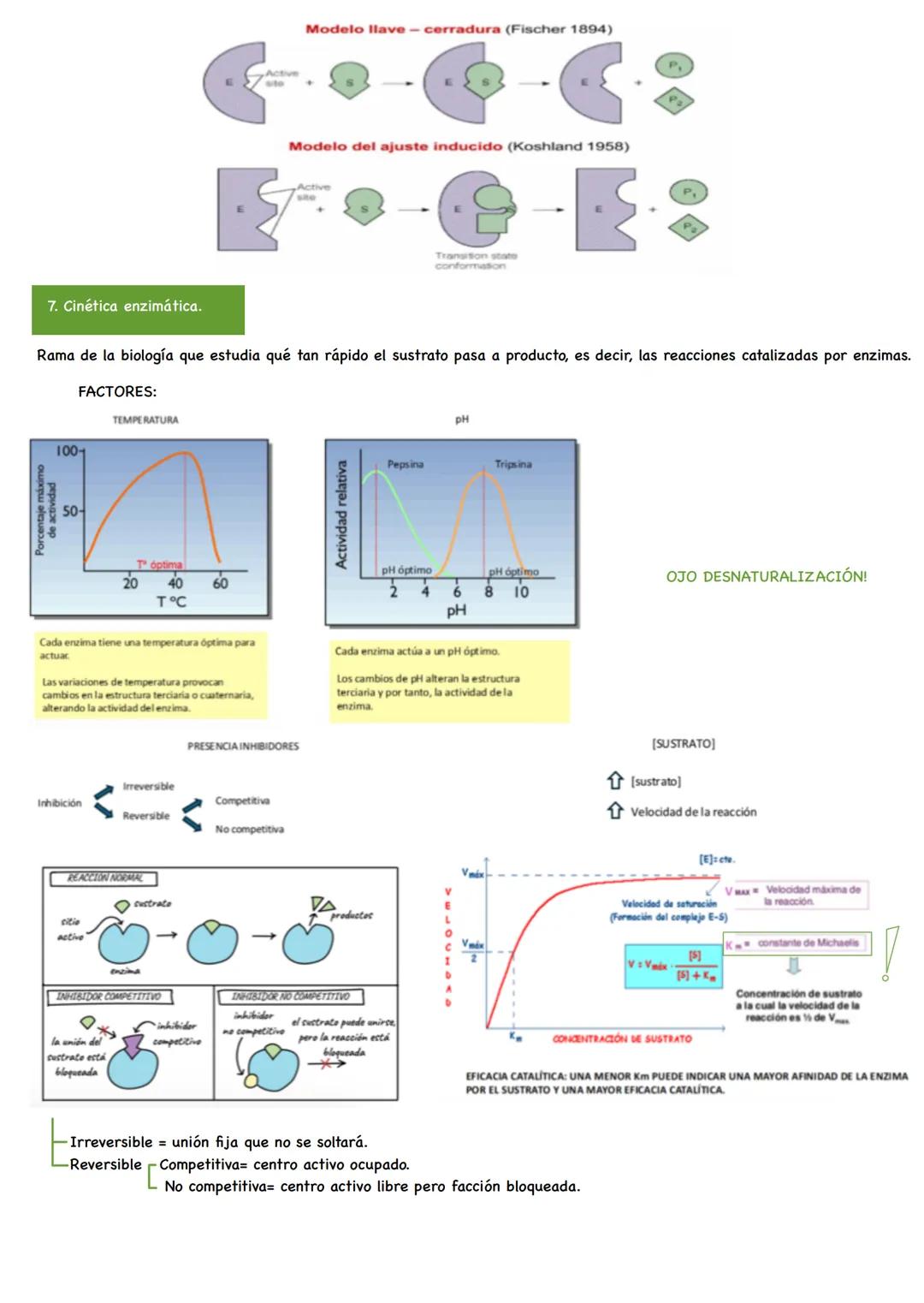 TEMA 4. Proteínas y acción enzimática.
1. Aminoácidos.
2. Enlace péptico.
3. Estructura de las proteínas.
4. Propiedades y funciones de las
