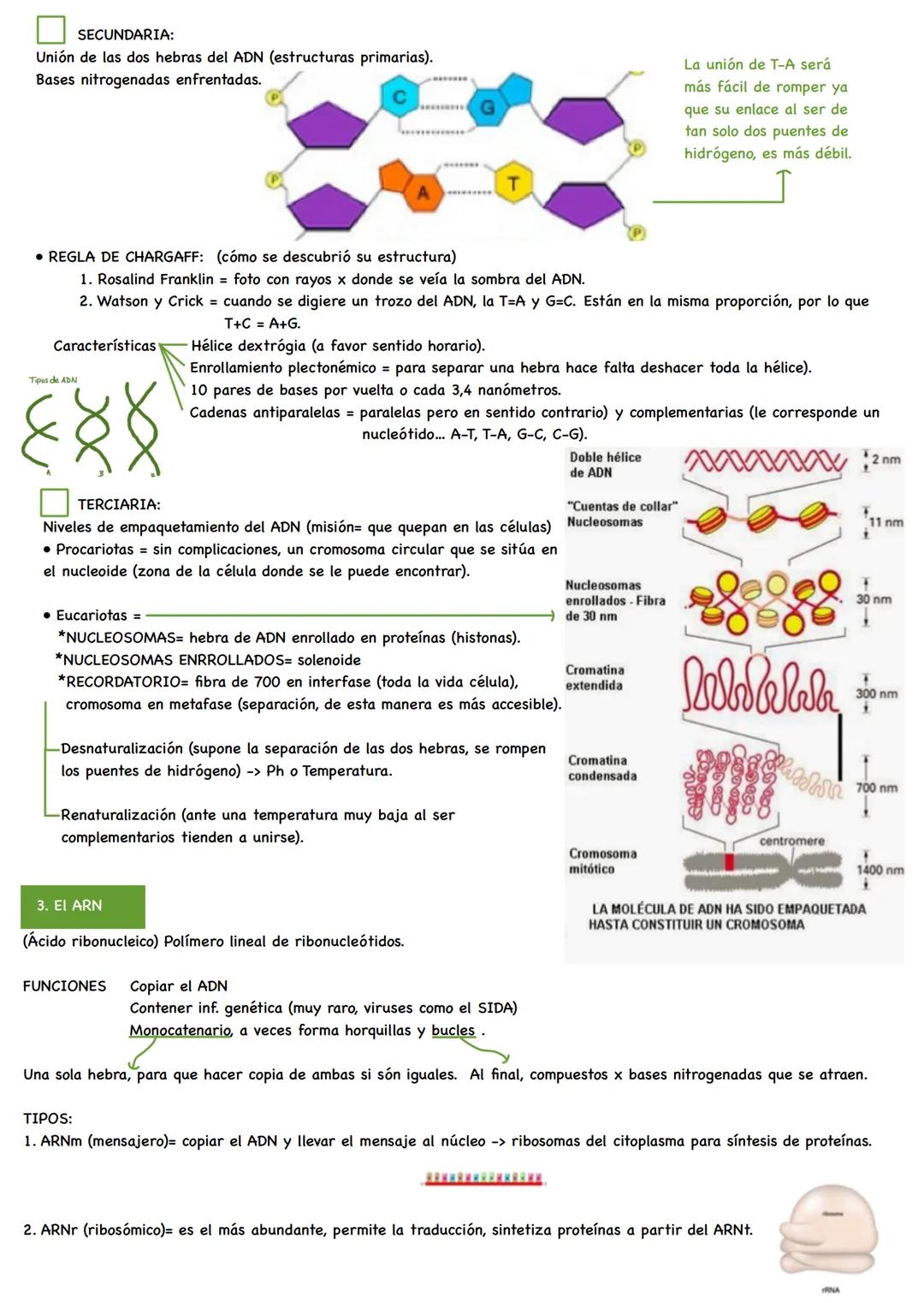 TEMA 5. Ácidos nucéicos.
1. Los nucleótidos.
2. EI ADN.
3. EI ARN.
4. Otros nucleótidos de interés biológico.
1. Los Nucleótidos.
• Nucleó