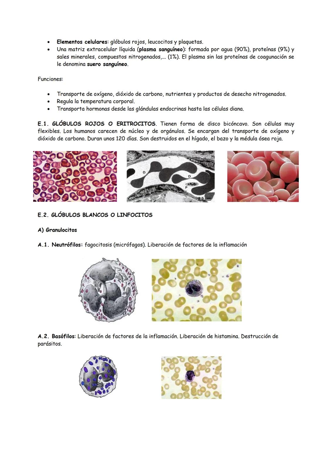 # TEMA 1: ORGANIZACIÓN BÁSICA DEL CUERPO HUMANO
INTRODUCCIÓN
1. FUNCIONES VITALES DE LOS SERES VIVOS
2. HOMEOSTASIS
3. NIVELES DE ORGANI