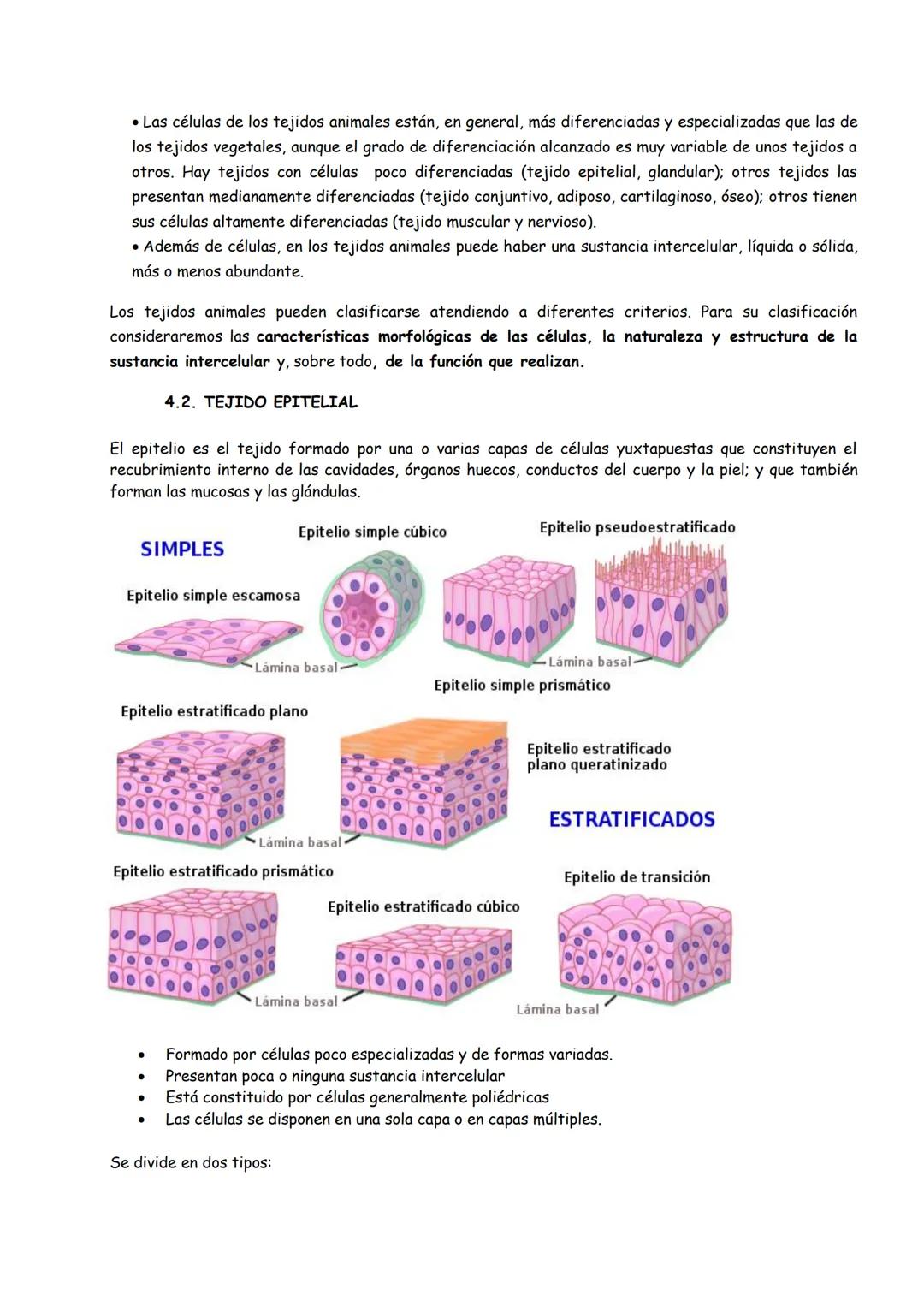 # TEMA 1: ORGANIZACIÓN BÁSICA DEL CUERPO HUMANO
INTRODUCCIÓN
1. FUNCIONES VITALES DE LOS SERES VIVOS
2. HOMEOSTASIS
3. NIVELES DE ORGANI