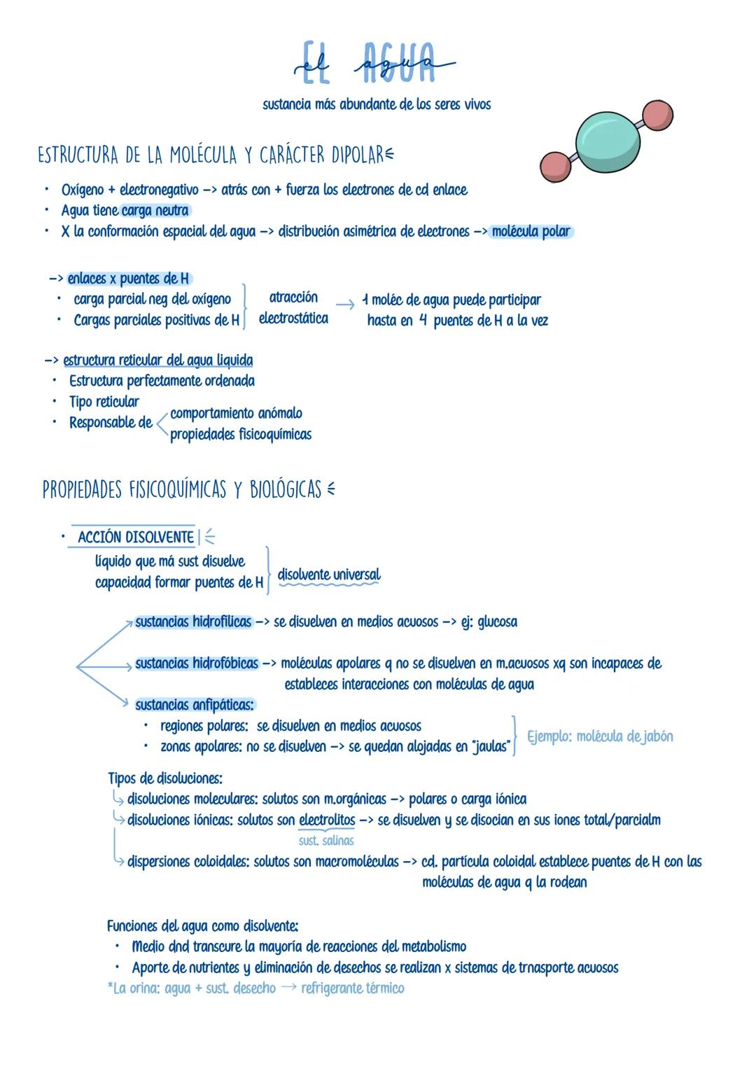 # EL AGUA
sustancia más abundante de los seres vivos
ESTRUCTURA DE LA MOLÉCULA Y CARÁCTER DIPOLAR
* Oxígeno + electronegativo -> atrás co