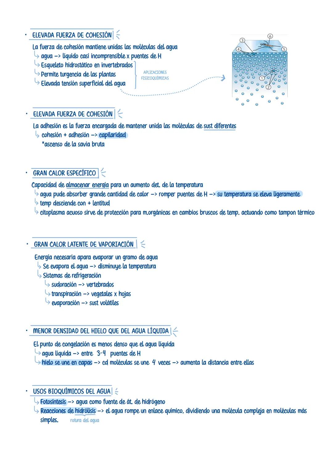 # EL AGUA
sustancia más abundante de los seres vivos
ESTRUCTURA DE LA MOLÉCULA Y CARÁCTER DIPOLAR
* Oxígeno + electronegativo -> atrás co