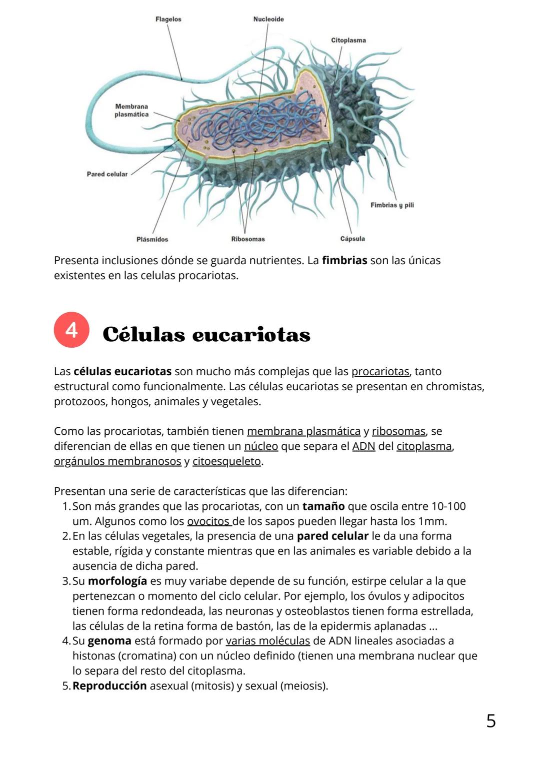 Bloque II:
Biología celular Tema 6: La teoría celular
Índice
1.Introducción
2. Tipos de célula
3.Células procariotas
4.Células eucariotas: