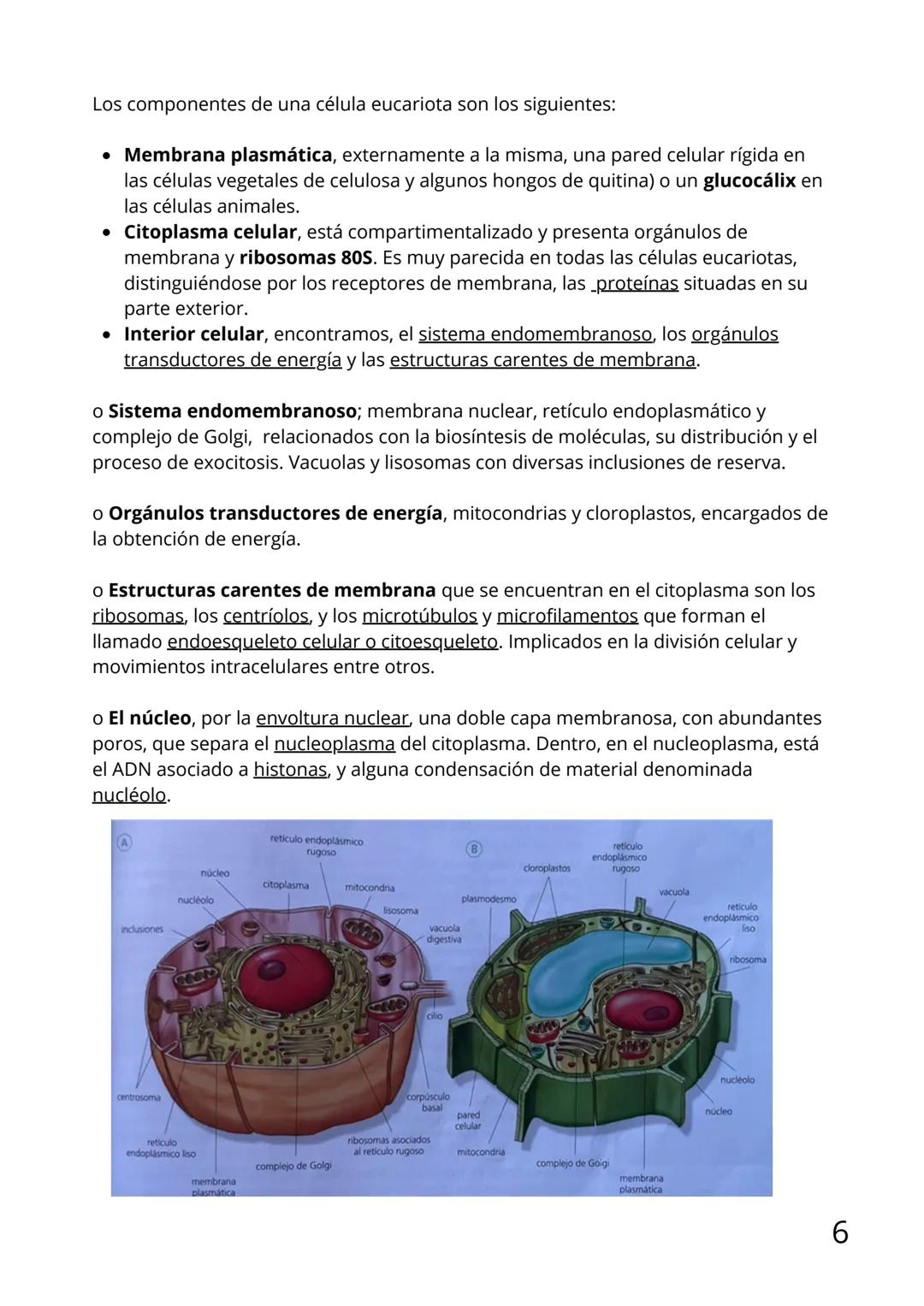 Bloque II:
Biología celular Tema 6: La teoría celular
Índice
1.Introducción
2. Tipos de célula
3.Células procariotas
4.Células eucariotas: