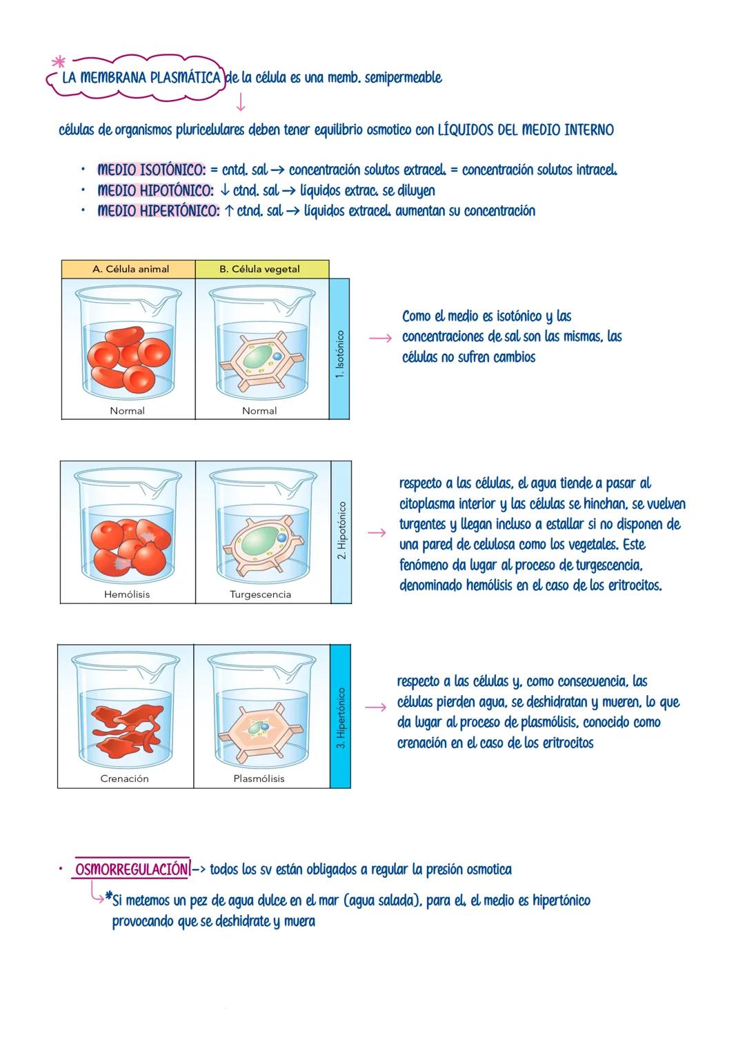 # SALES MINERALES
única biomolecula unida x enlace ionico
SALES INORGANICAS INSOLUBLES
→Función plástica -> estructuras sólidas
→Función