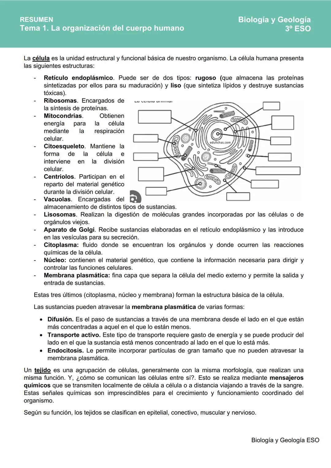 # RESUMEN
Tema 1. La organización del cuerpo humano
Biología y Geología
3º ESO
La organización del cuerpo humano
El ser humano es un anim