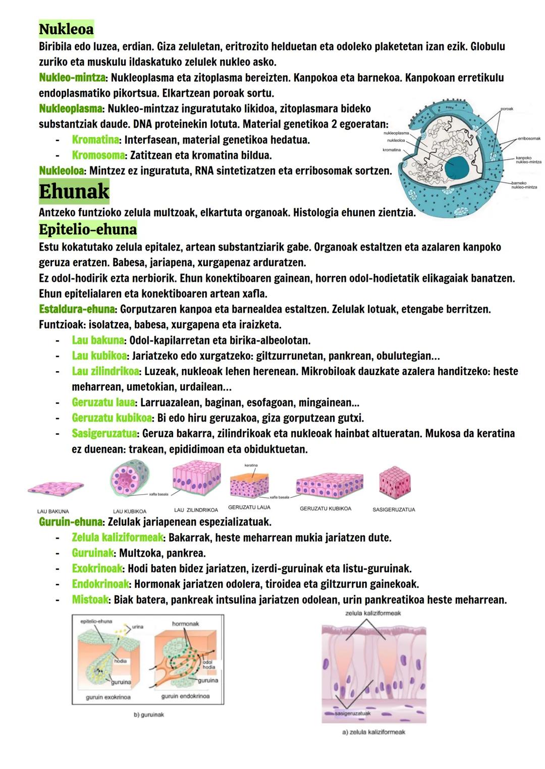 # Giza Gorputzaren
## Oinarrizko Antolaketa
### Elementu kimikoak eta molekulak
Giza gorputza: atomoak, molekulak, zelulak, ehunak, organoa