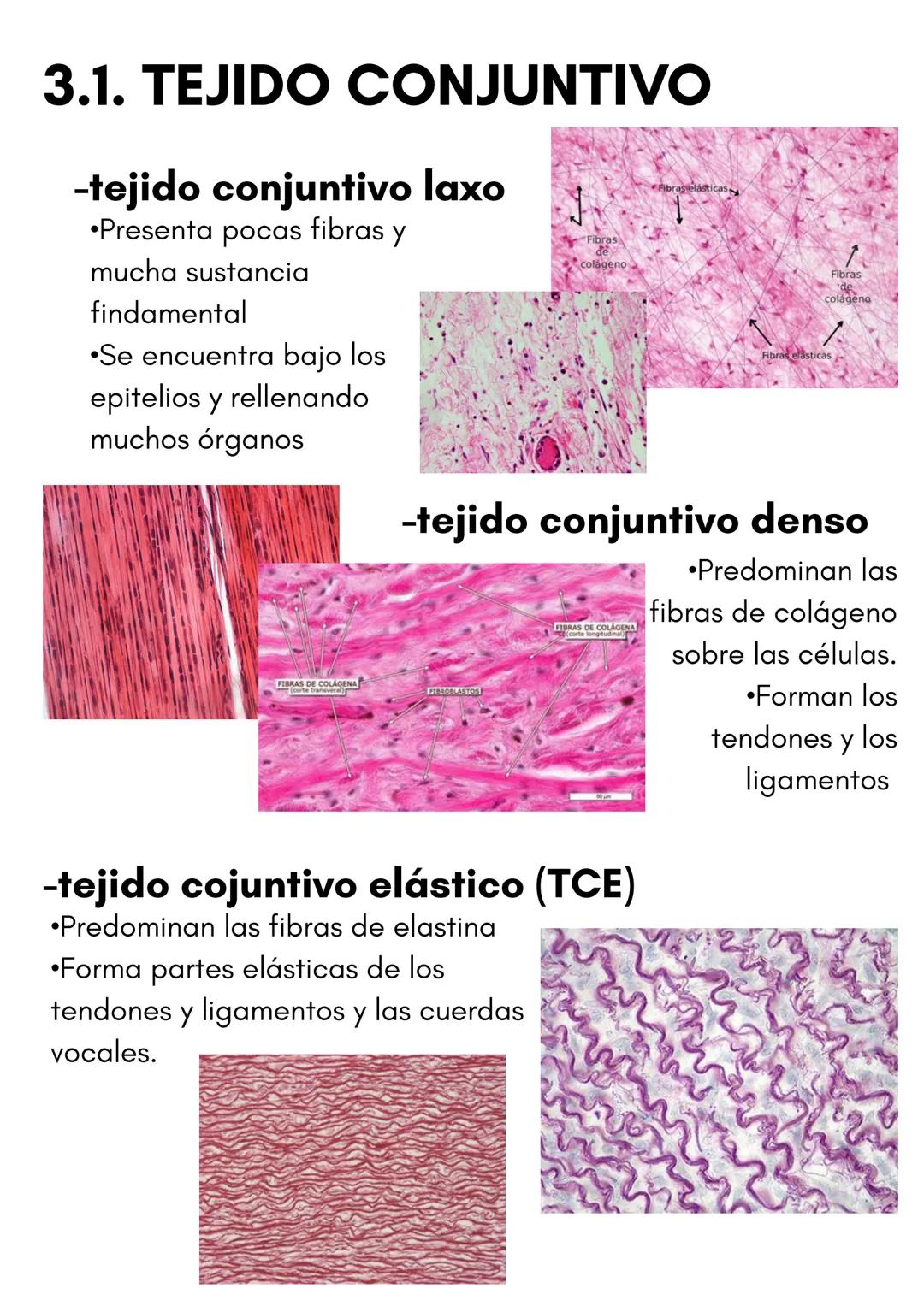 TEMA 1
HISTOLOGÍA
TIPOS DE TEJIDOS
PRESENTADO POR
LUCÍA PÉREZ FRAILE # 1.TEJIDO EPITELIAL
•Sus células están unidas por estructuras como