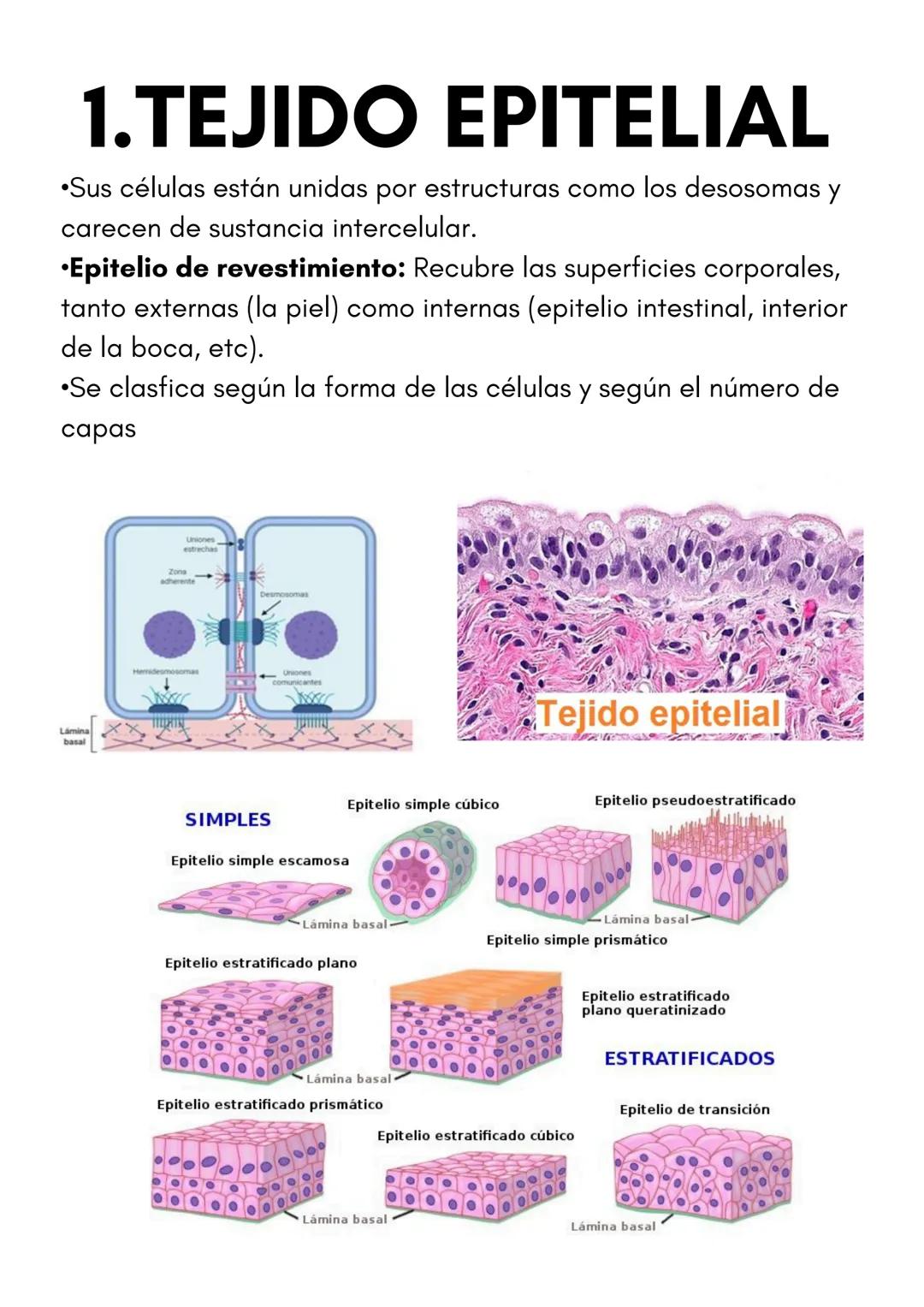 TEMA 1
HISTOLOGÍA
TIPOS DE TEJIDOS
PRESENTADO POR
LUCÍA PÉREZ FRAILE # 1.TEJIDO EPITELIAL
•Sus células están unidas por estructuras como
